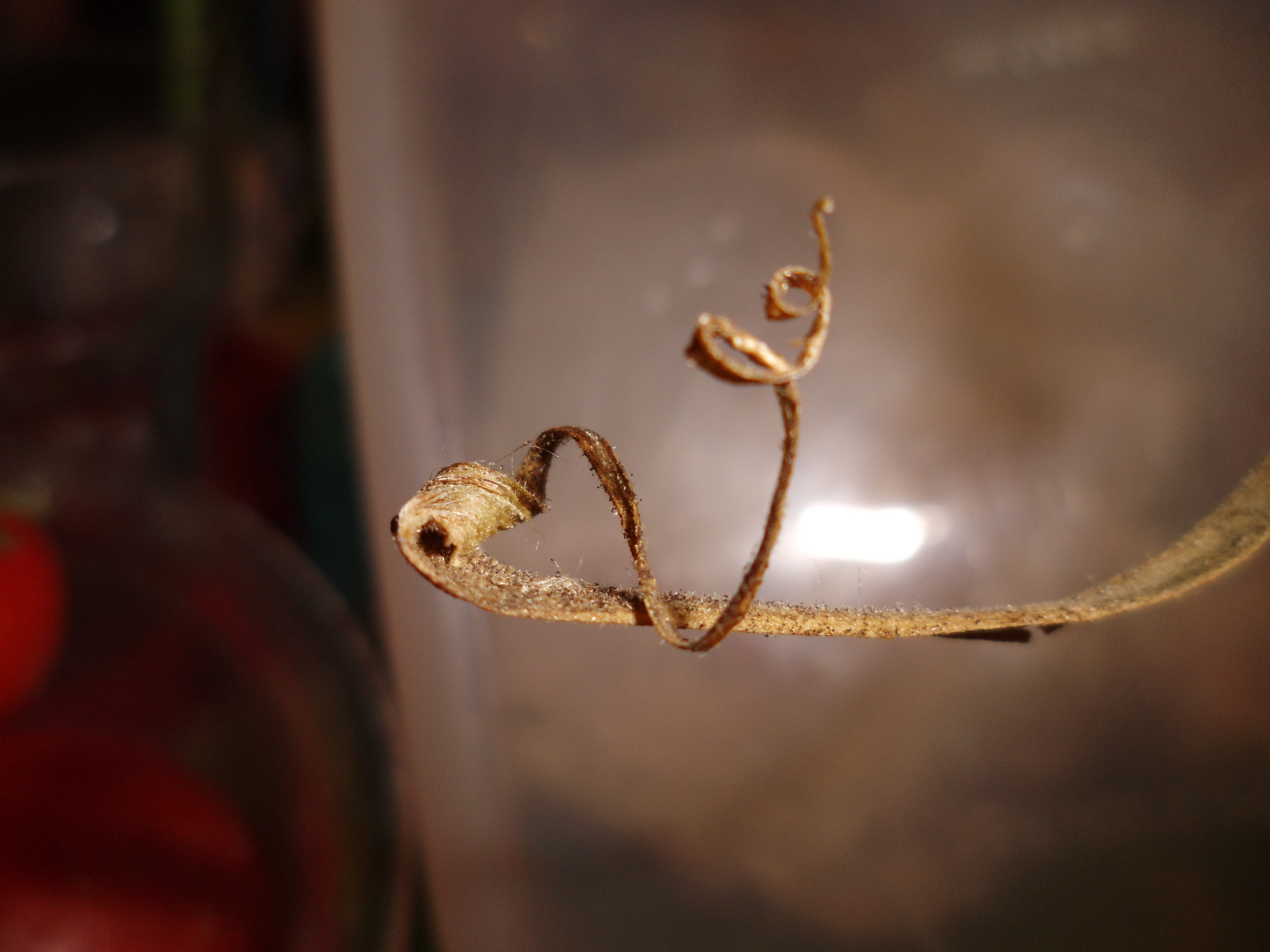 dead plant, vulnerability, branch, plant, nature, brown, outdoors, rusty, selective focus, twig, growth, close-up, tranquility, focus on foreground, wilted plant, HD Wallpaper