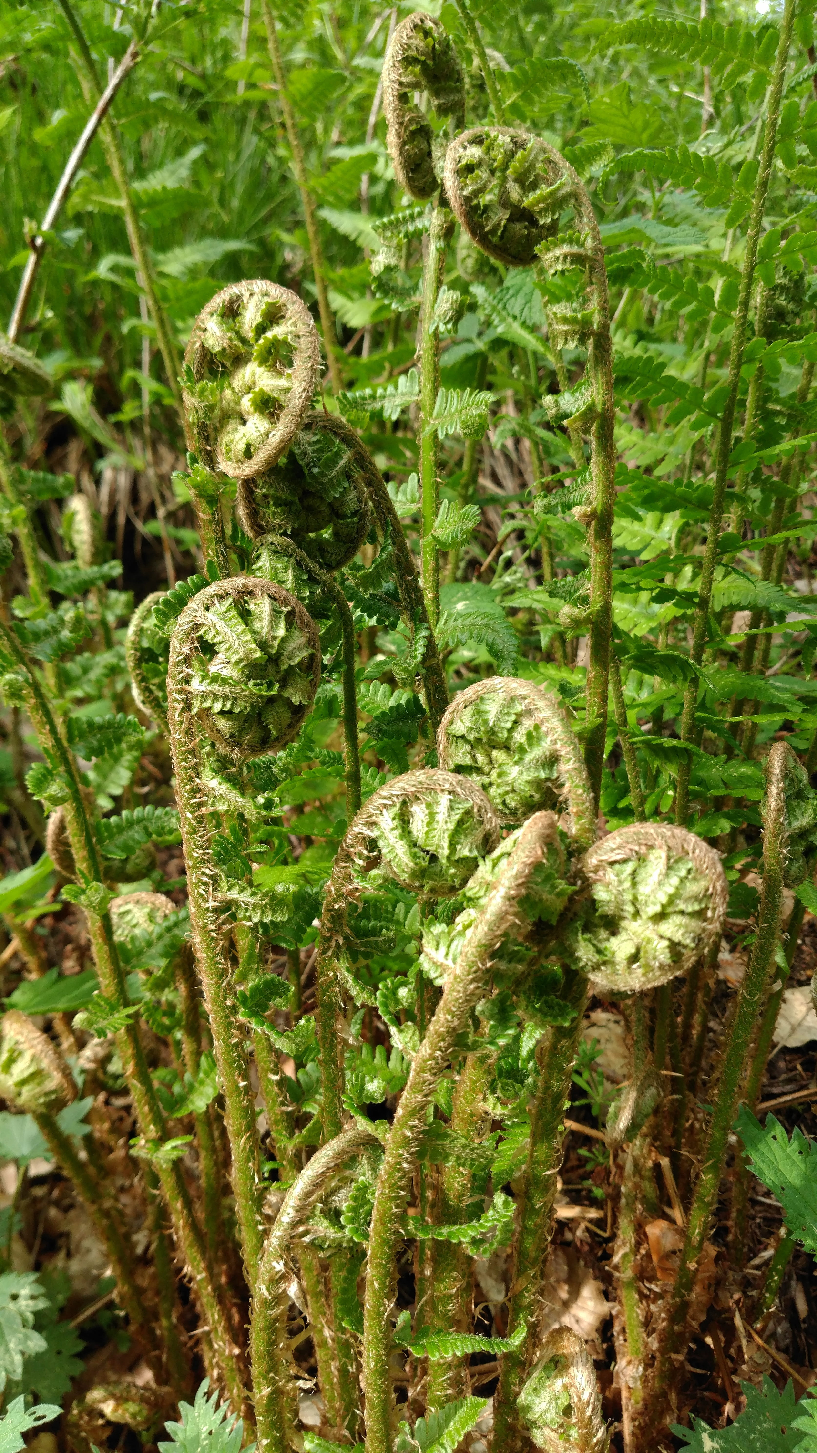 curled up, fern, day, greenery, no people, tranquility, land, floral, nature, tendril, 5K, spiral, plant part, forest, selective focus, outdoors, plant, Phone HD Wallpaper