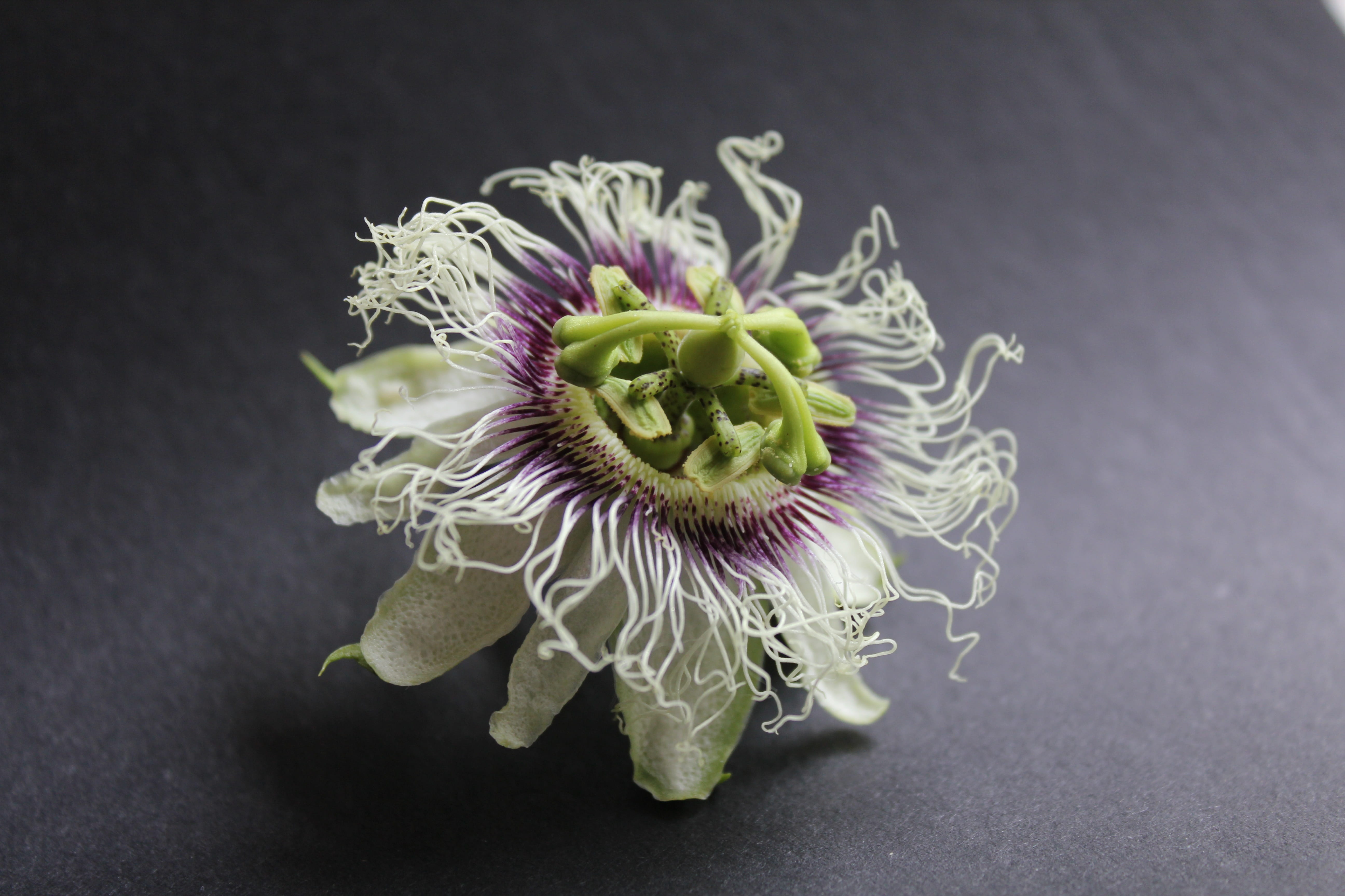 studio shot, flower head, indoors, white, nature, passion flower, flora, vulnerability, flowering plant, green color, blossom, freshness, no people, plant, HD Wallpaper