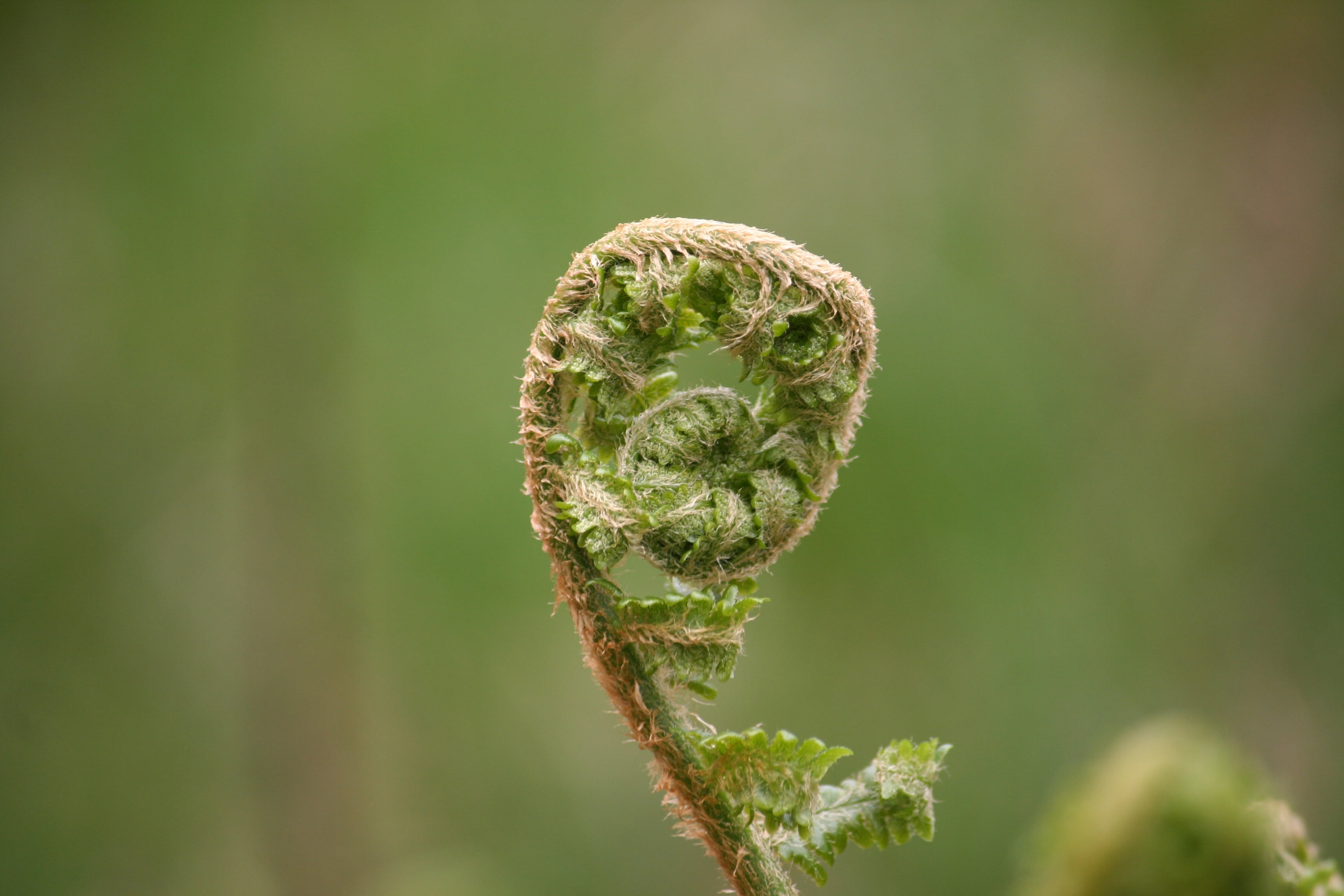 bud, beauty in nature, beginnings, tendril, no people, green color, outdoors, focus on foreground, spiral, freshness, nature, branch, plant part, tranquility, HD Wallpaper