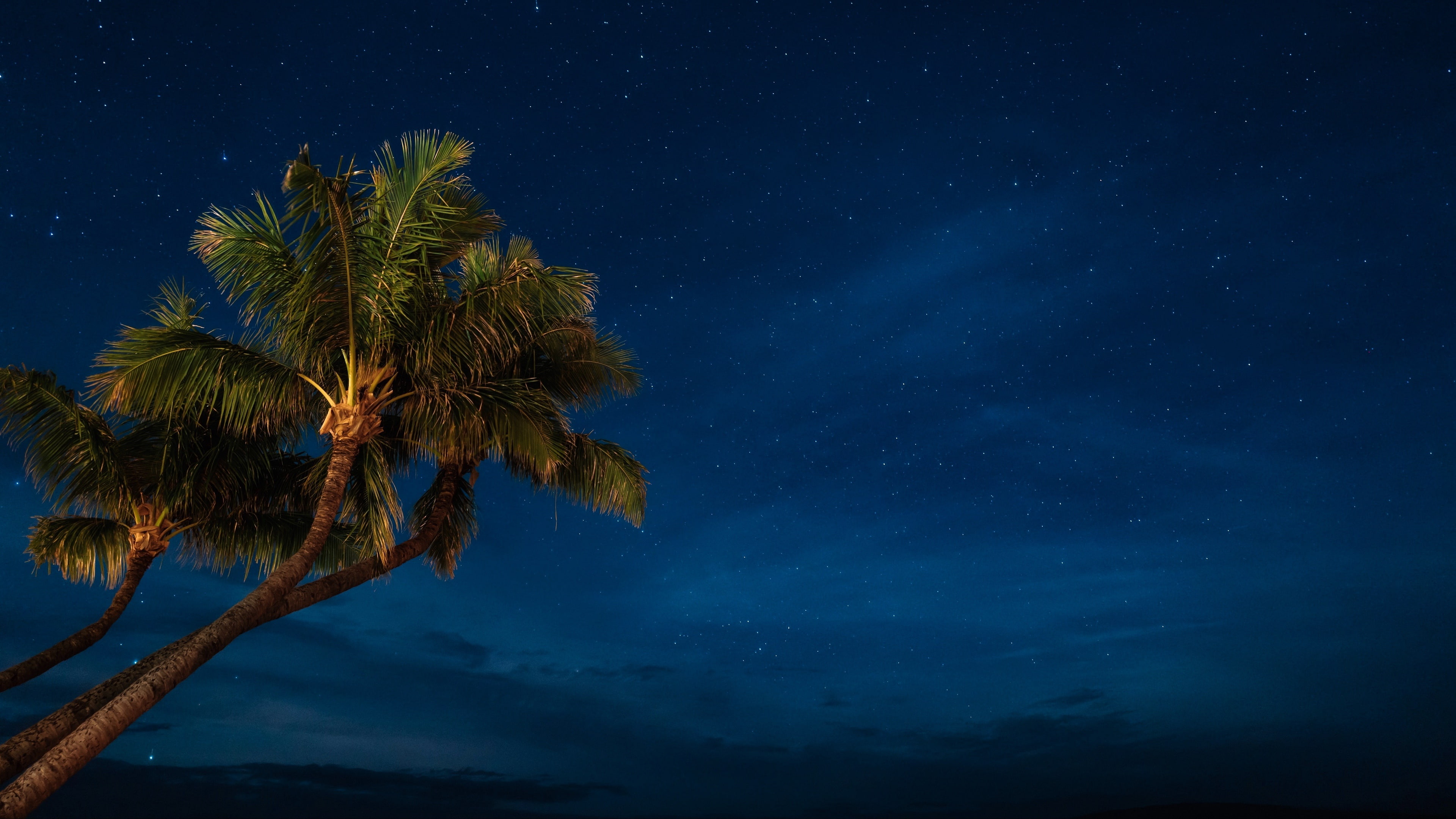 stars, palm, palm tree, sky, starry sky, night sky, 4K, night, tree, darkness, HD Wallpaper