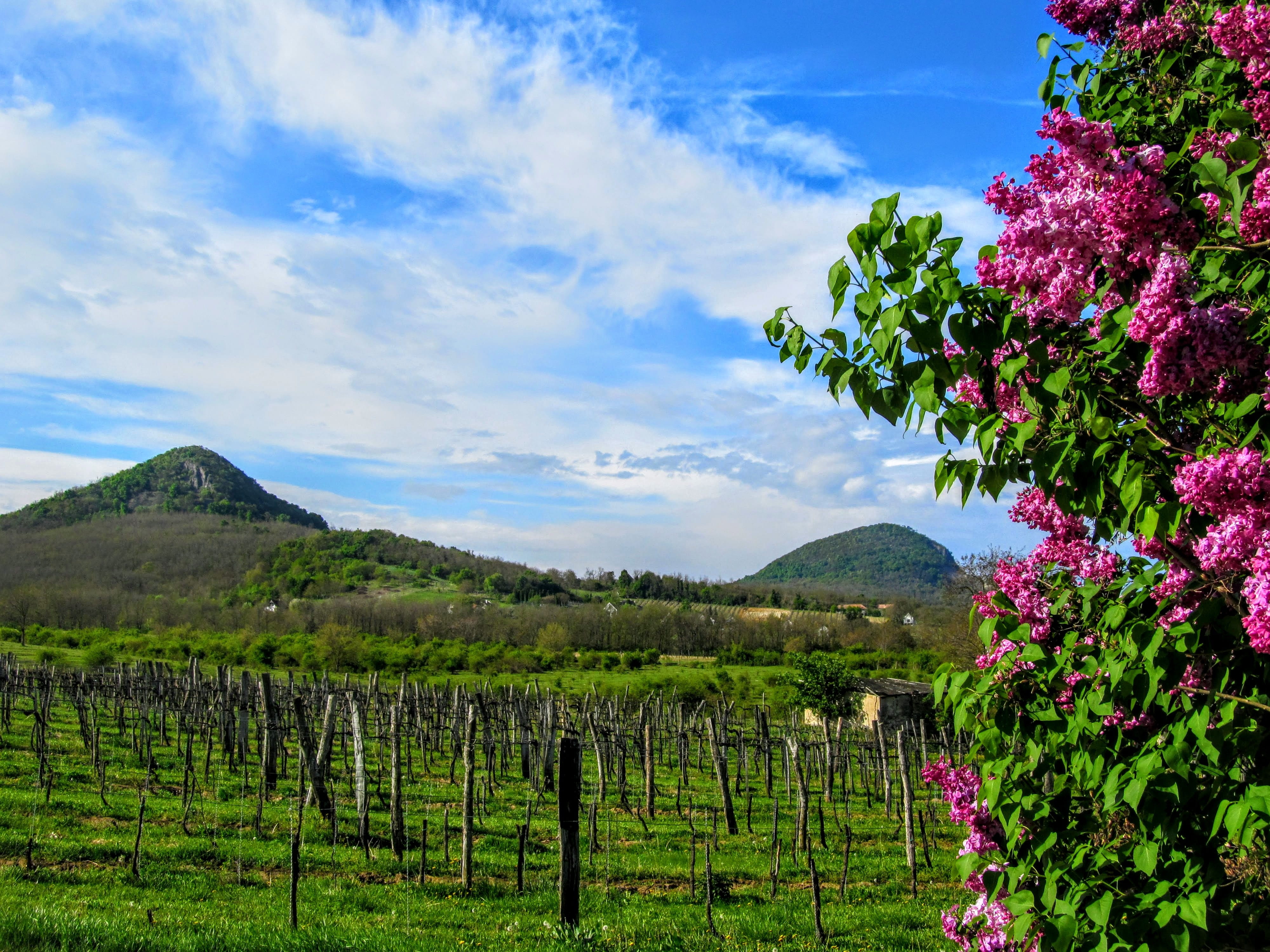 winemaking, agriculture, summer, blue, cloud - sky, Mount, plant, Remnant, growth, nature, spring, fence, land, tranquility, vineyard, 4K, flowering plant, HD Wallpaper