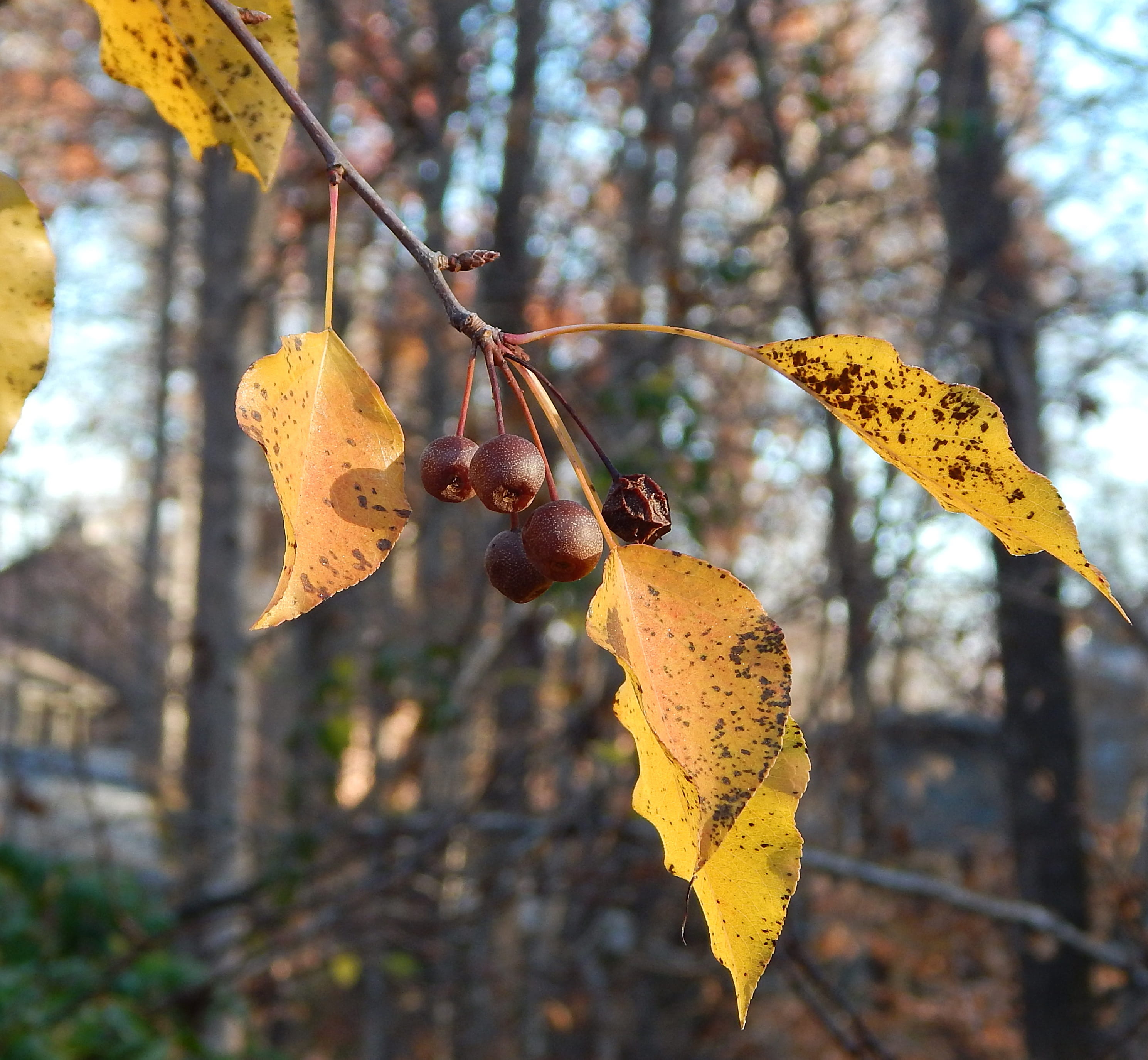 flora, day, fruit, october, natural condition, no people, leaves, outdoors, yellow, Fall, close-up, brown, sunlight, remnant cherries, season, forest, food and drink, HD Wallpaper