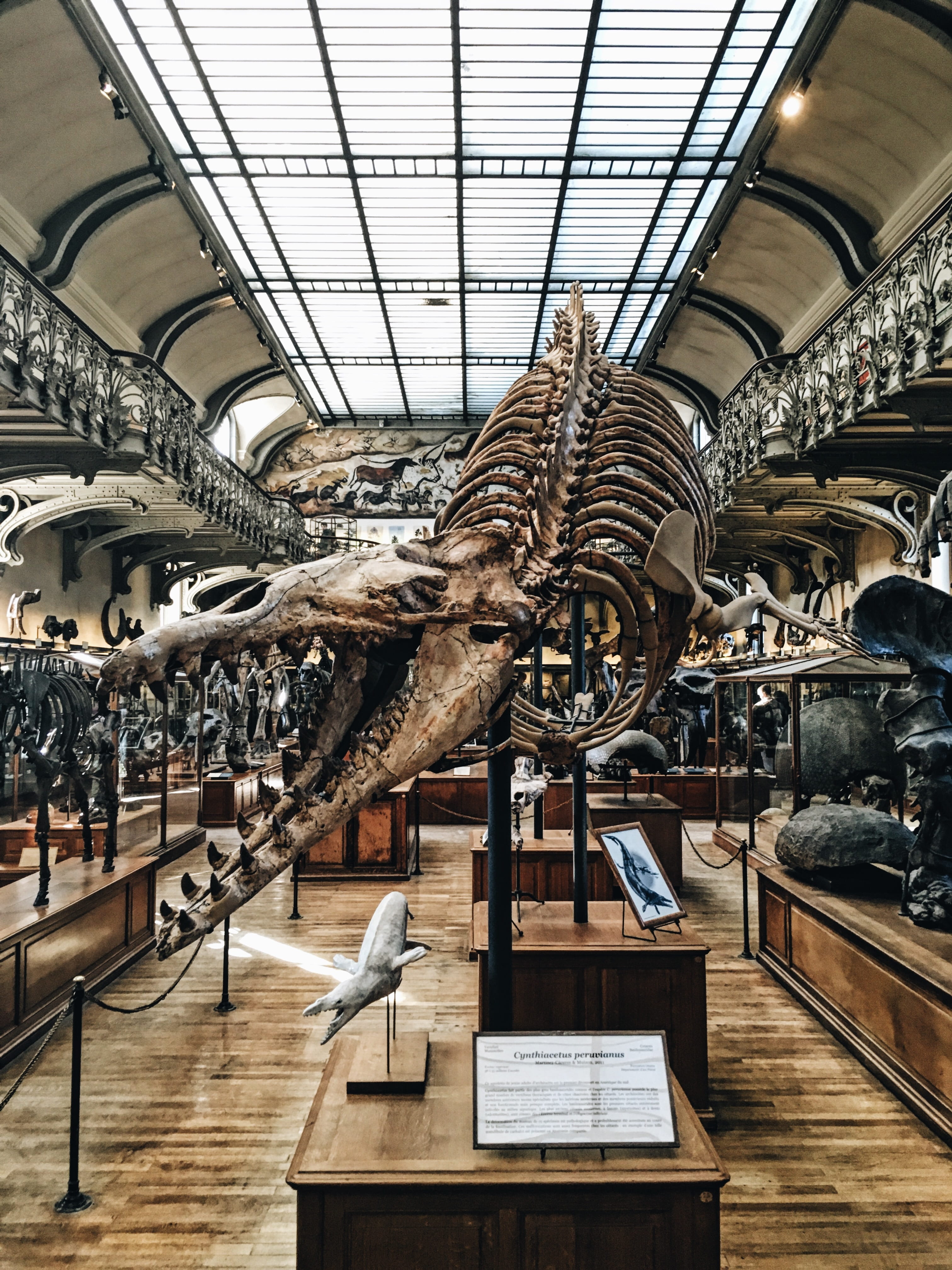 old, indoors, built structure, ceiling, retail, remnant, dead, 4K, museum, bone, building, large group of objects, business, hanging, abundance, in a row, Phone HD Wallpaper