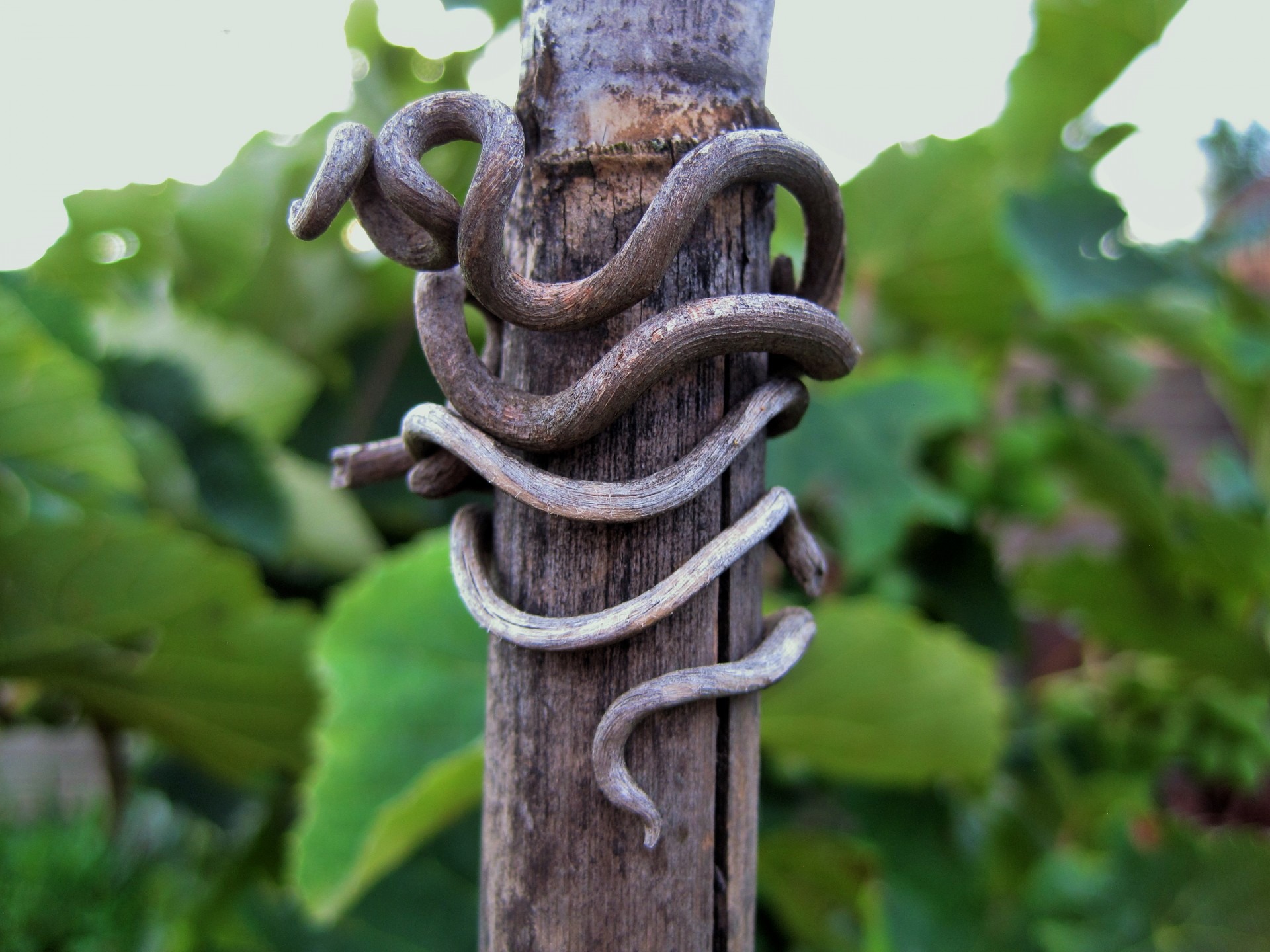 green color, nature, snake-like, no people, safety, rusty, wood, 1080P, metal, tied up, plant, focus on foreground, outdoors, strength, chain, dry, vine, HD Wallpaper