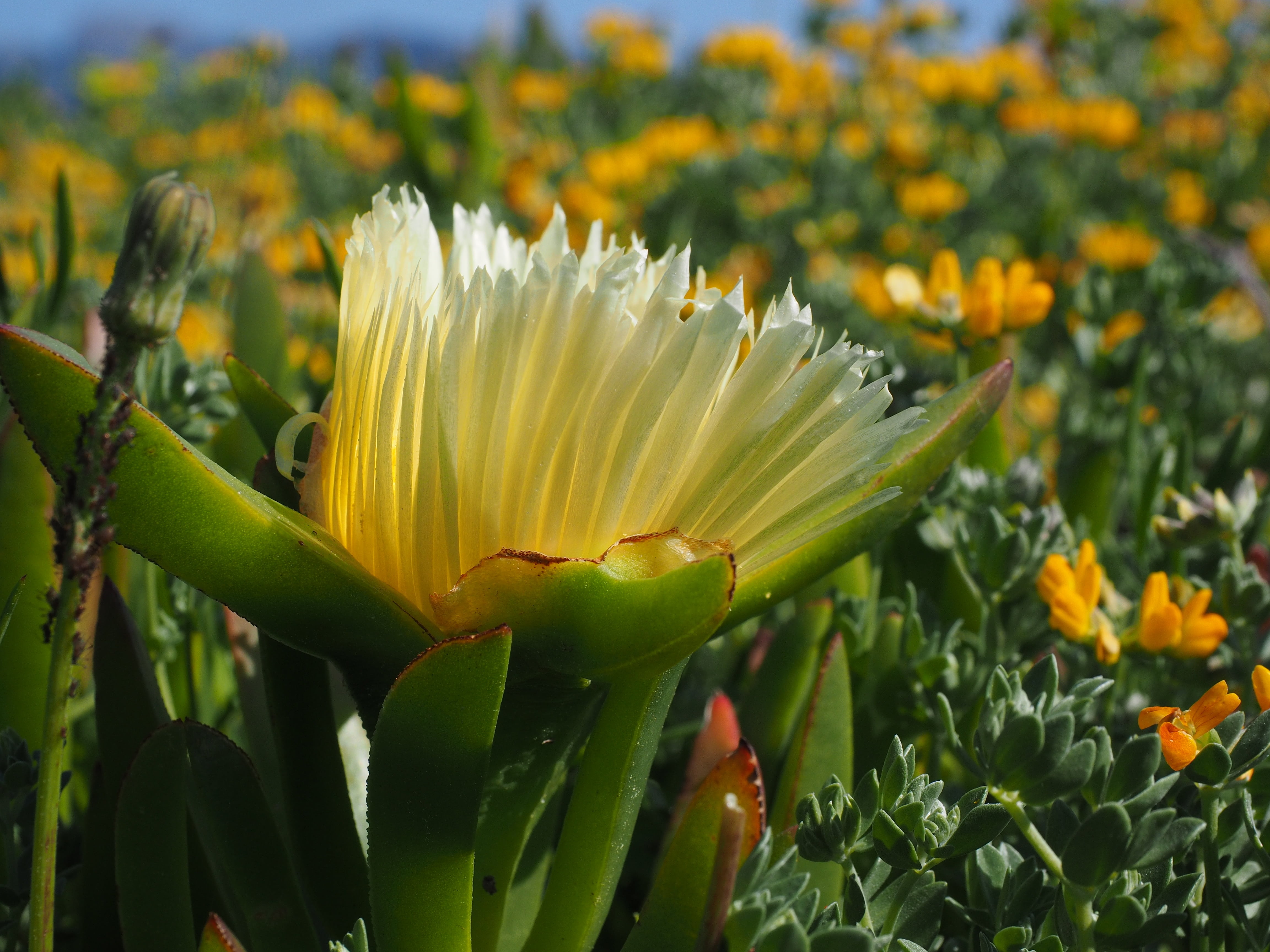 freshness, carpobrotus, springtime, carpobrotis edulis, that belong, outdoors, nature, succulent plant, flowerbed, ornamental garden, horse fig, petal, HD Wallpaper