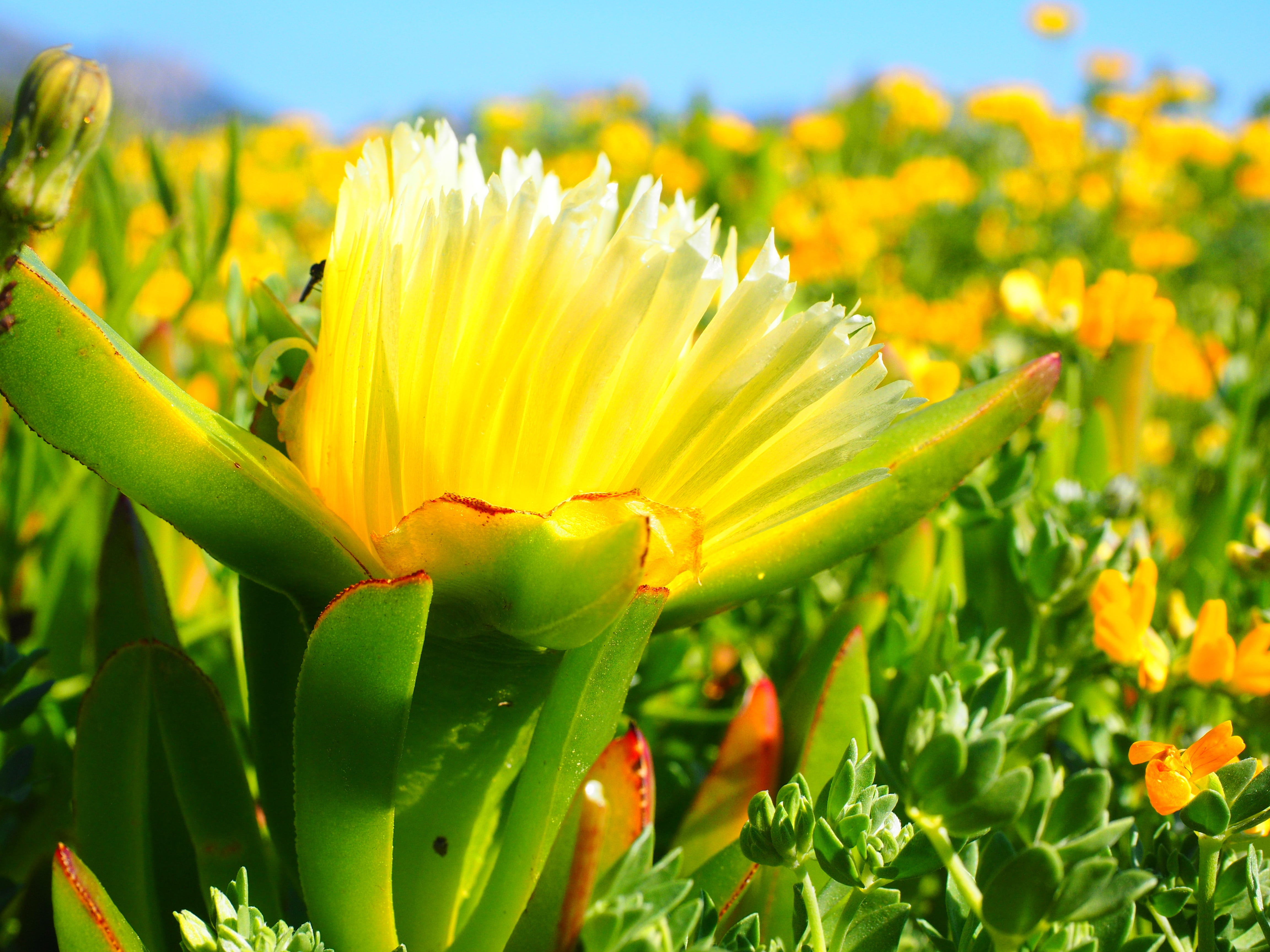 summer, 4K, witches finger, springtime, flowering plant, growth, outdoors, tulip, carpobrotus, carpobrotus edulis, no people, that belong, sepal, freshness, HD Wallpaper