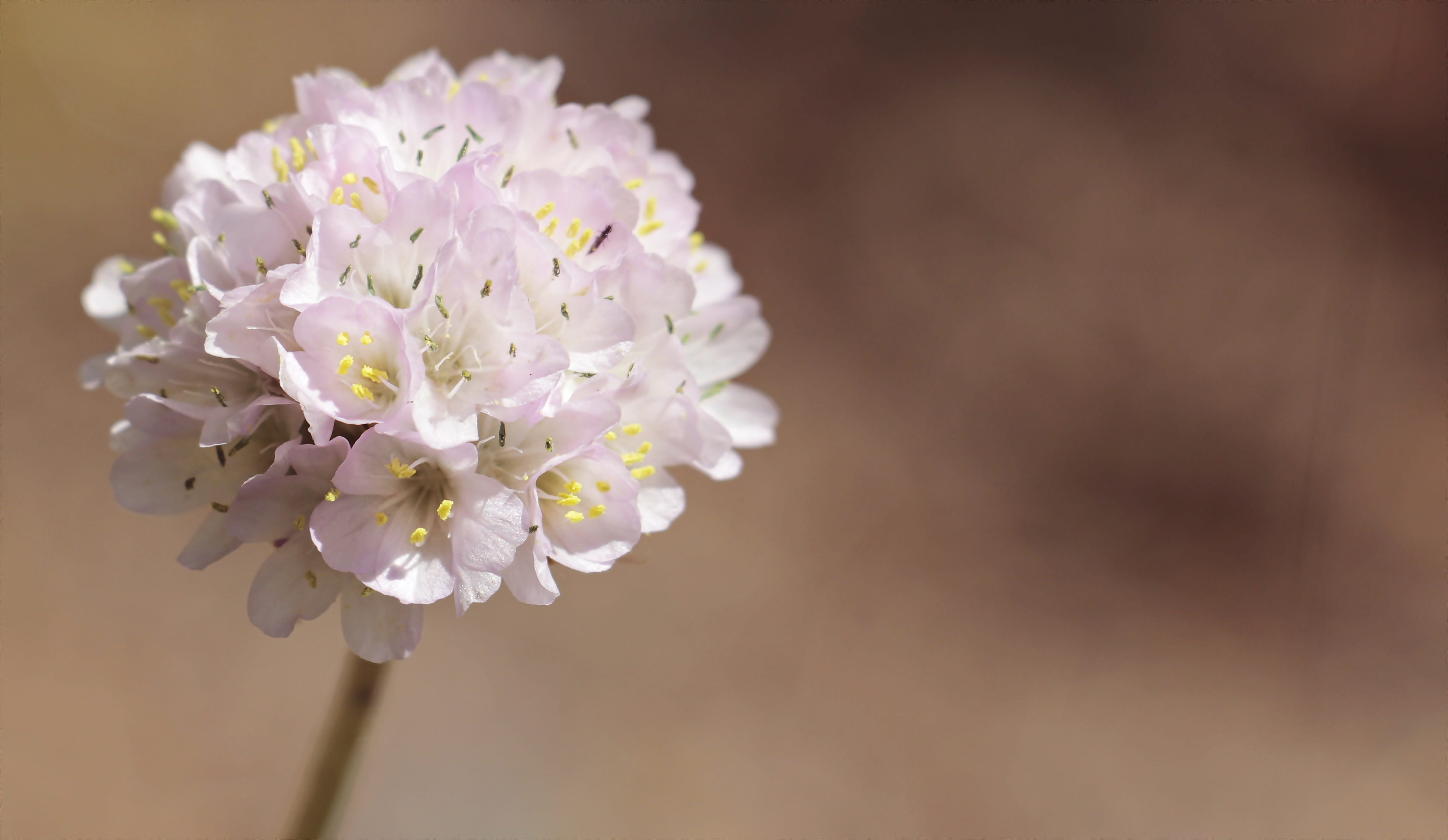 softness, inflorescence, armeria alpina, flower arrangement, 5K, loss herb, flower head, focus on foreground, plum blossom, closeup, alpine-grass elke, HD Wallpaper