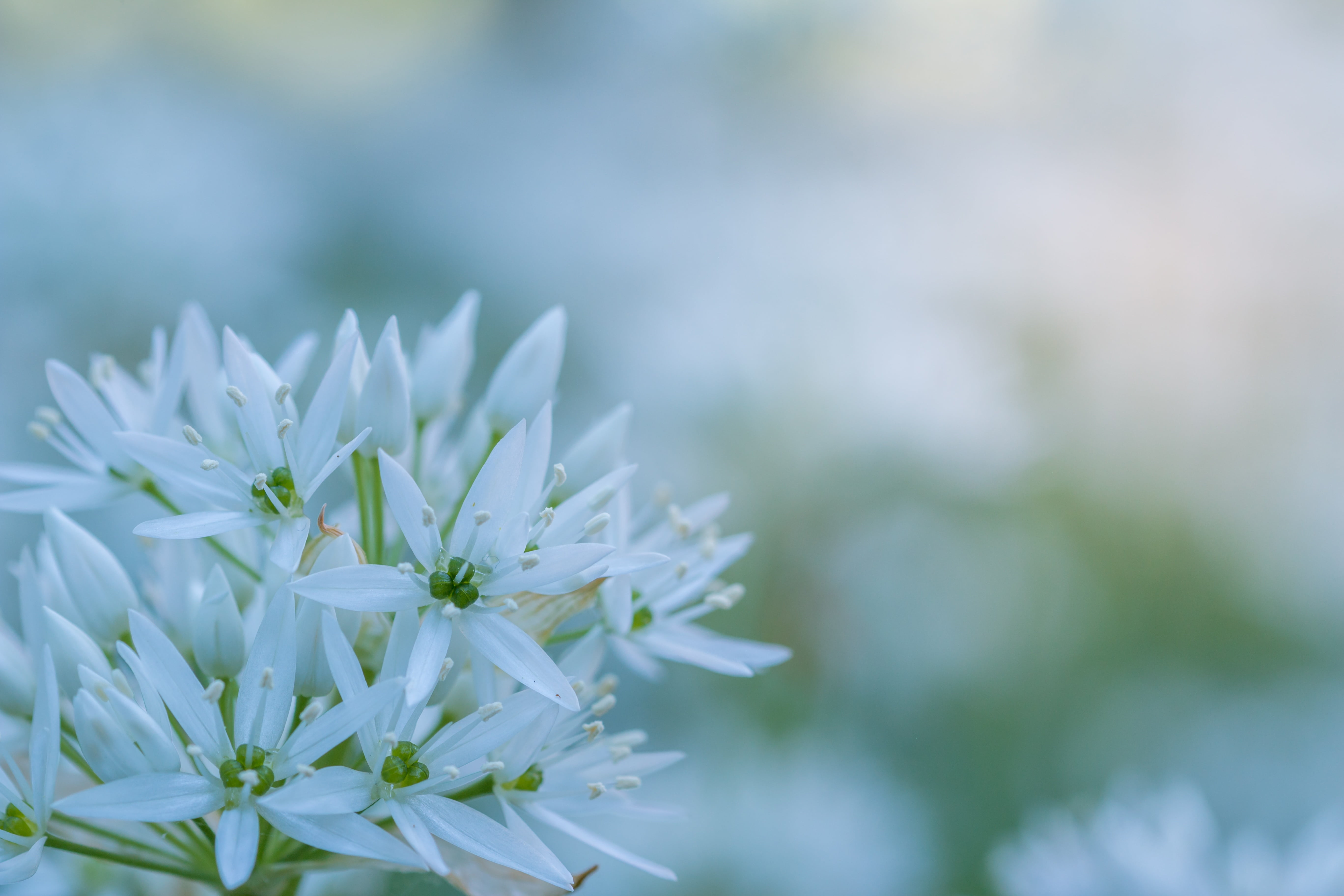 bears garlic, close, wild vegetables, white, flower, focus on foreground, bloom, water, inflorescence, herb, flowering plant, kitchen herb, tilt, gypsy spring, HD Wallpaper