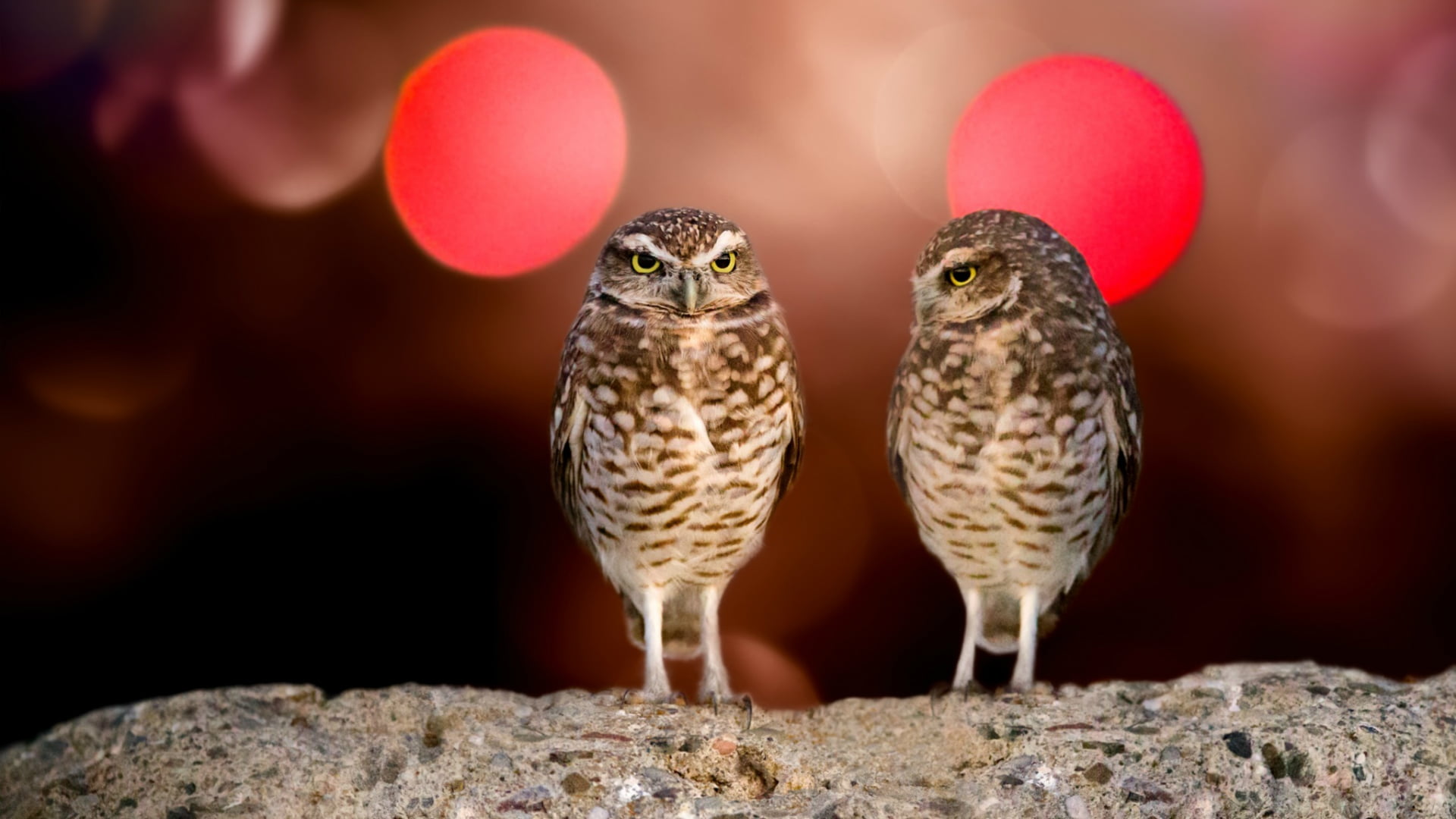 animals in the wild, nature, group of animals, no people, carbon monoxide, fun, front view, solid, full length, two animals, look, vertebrate, close-up, HD Wallpaper