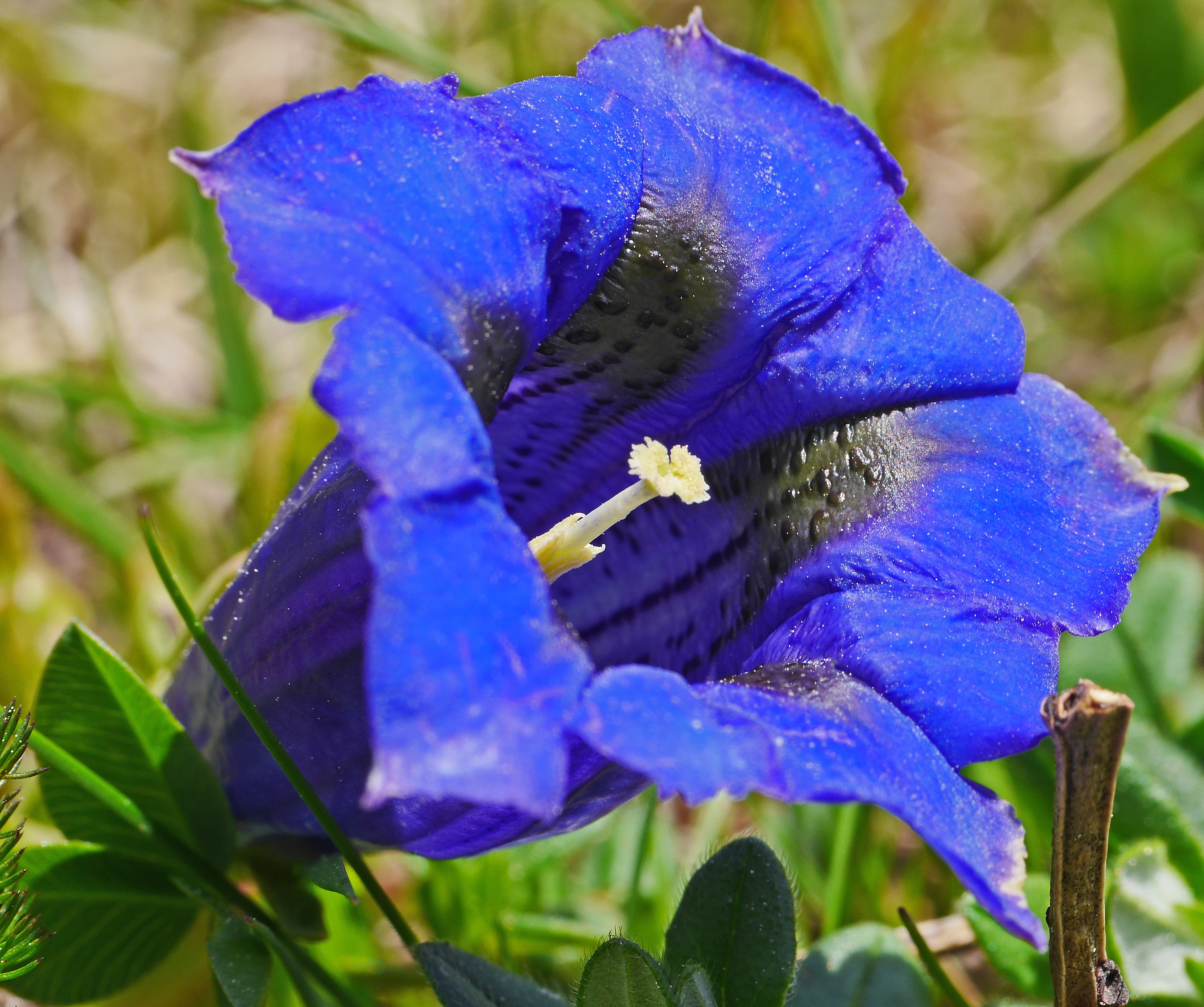 plant part, springtime, gentian, softness, purple, inflorescence, freshness, south of france, bell shaped crown, no people, petal, true alpine gentian, HD Wallpaper