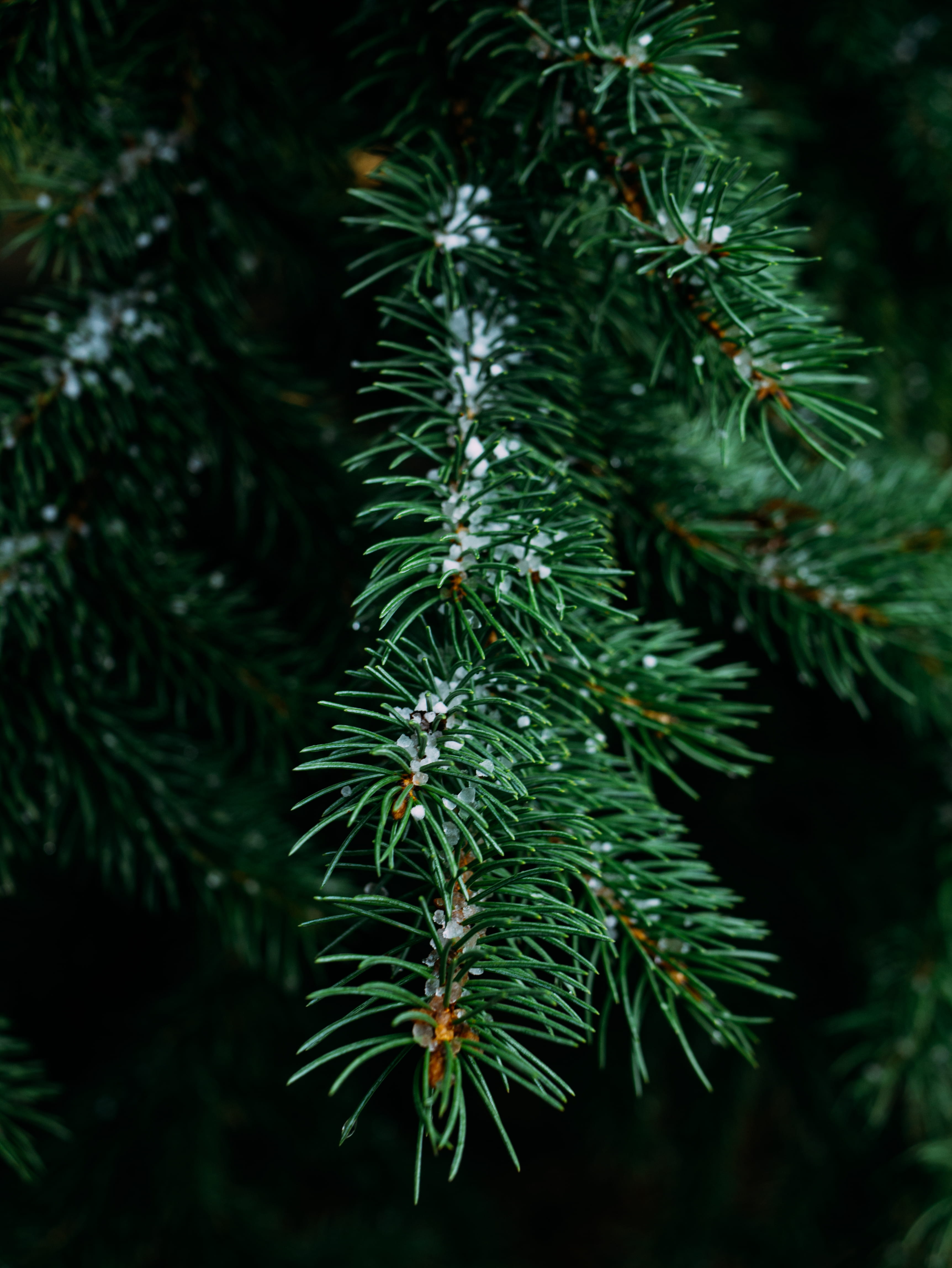 tranquility, green color, 4K, forst, snow, tree, branch, photography, plant part, close-up, pine, focus on foreground, christmas tree, no people, leaf, Phone HD Wallpaper