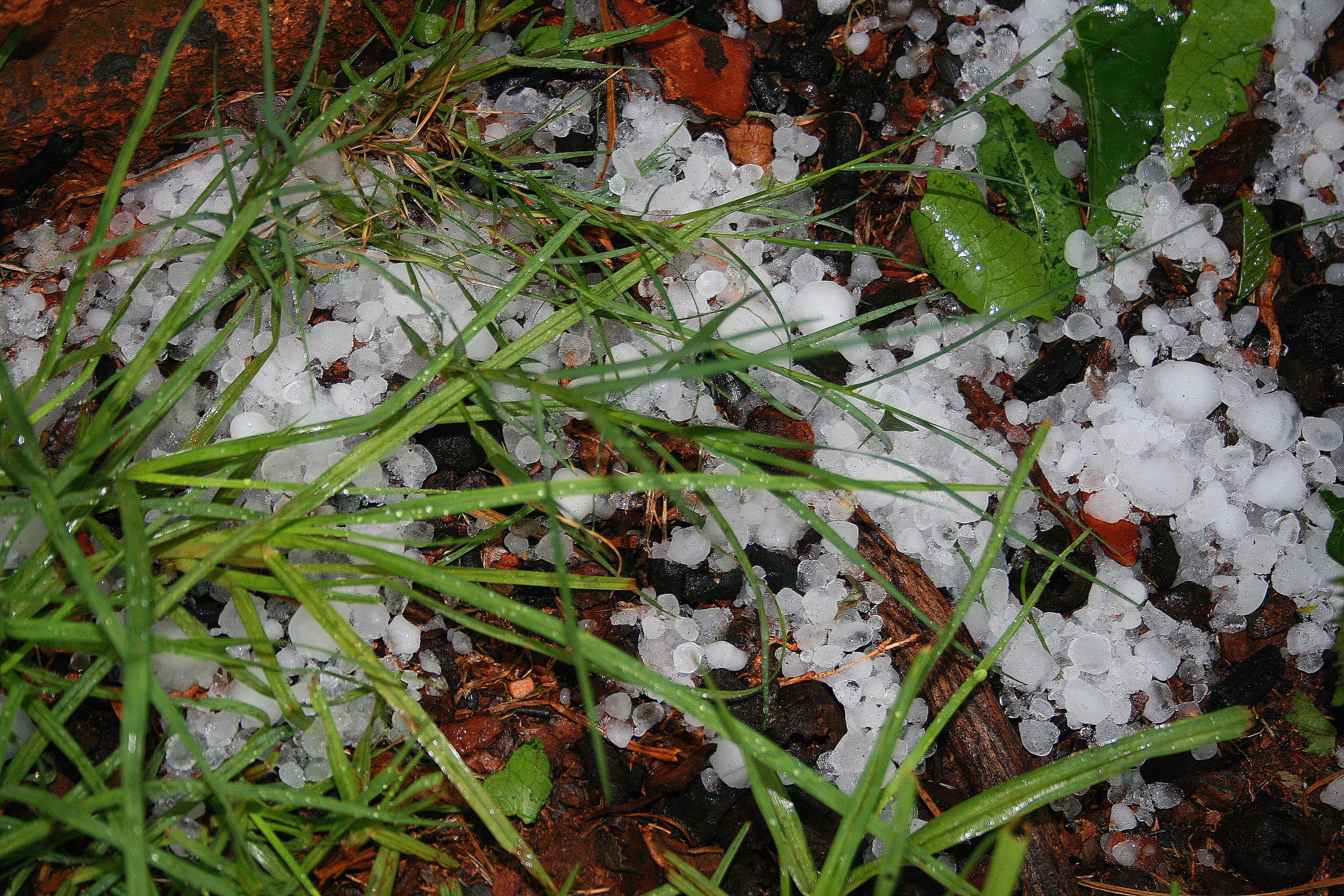 plant part, plant, dew, hail, stones, grass, high angle view, cold temperature, frozen, leaf, growth, ice, white color, storm, nature, field, beauty in nature, HD Wallpaper