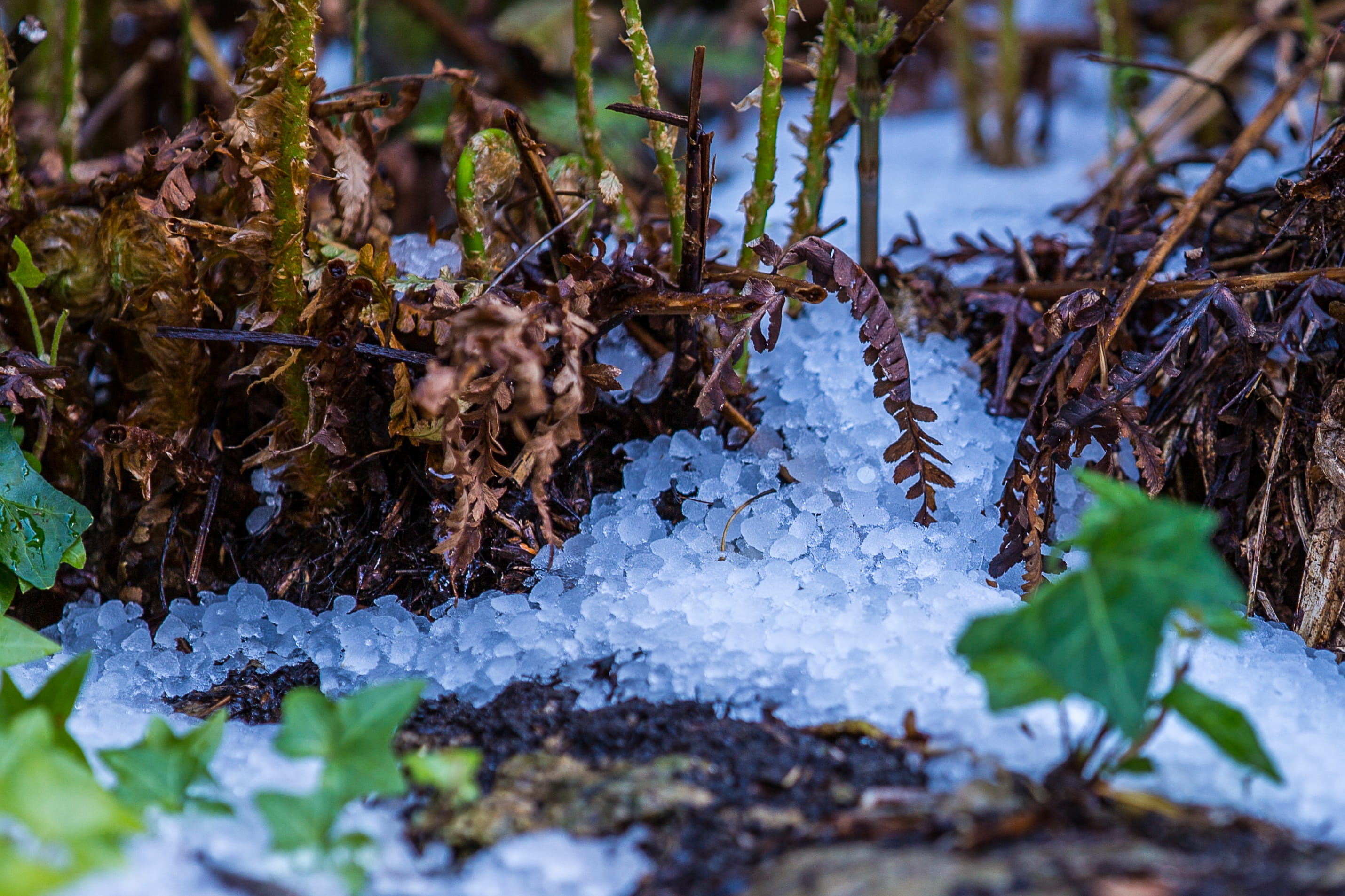 snow, beauty in nature, water, leaves, close-up, cold temperature, Hail, nature, field, frozen, lichen, day, tree, plant, leaf, ice lumps, selective focus, HD Wallpaper