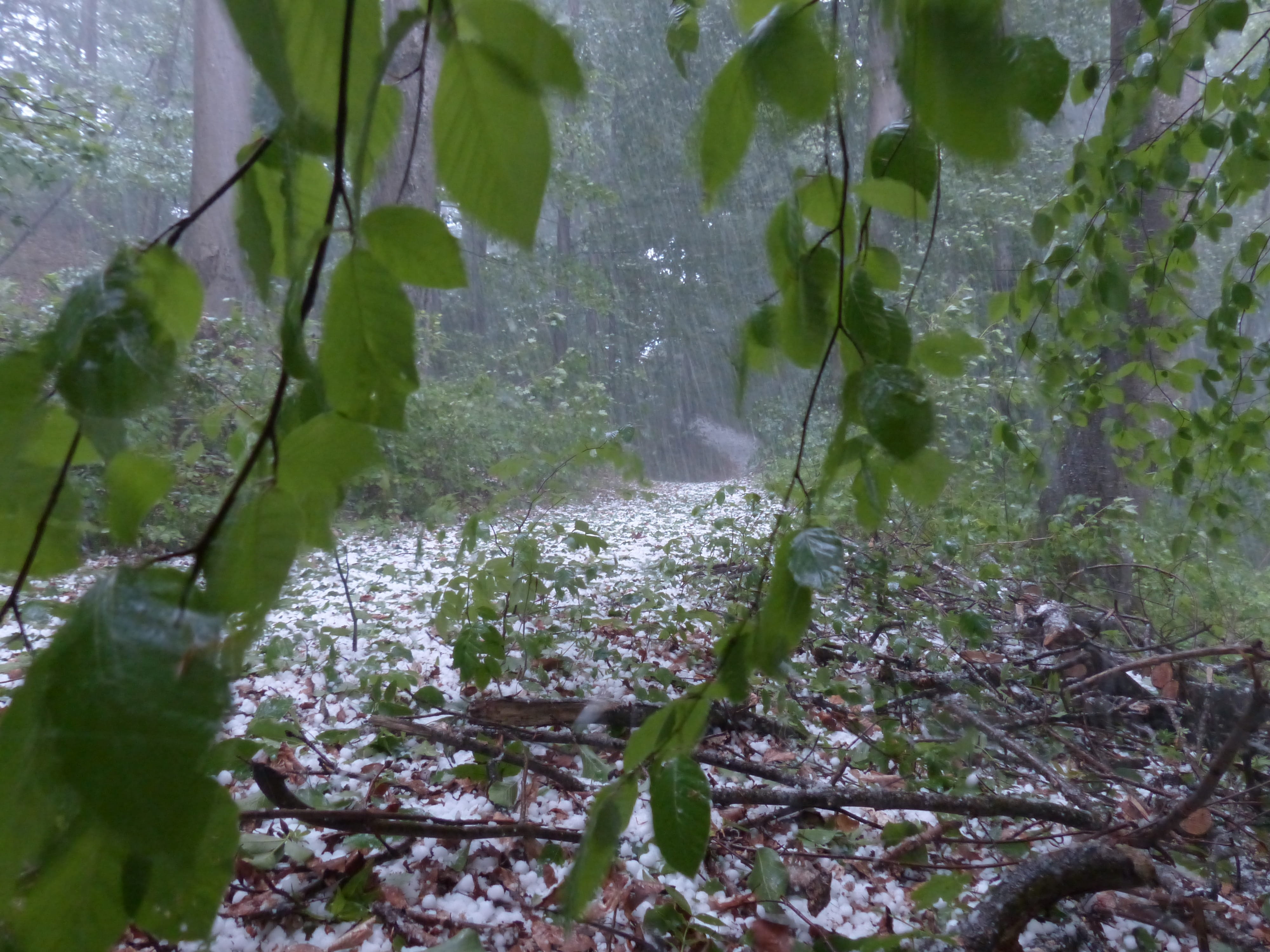 plant part, tree, ice lumps, stream, Forest, leaves, outdoors, land, wet, hailstones, Trees, growth, leaf, 4K, Thunderstorm, no people, nature, Storm, HD Wallpaper