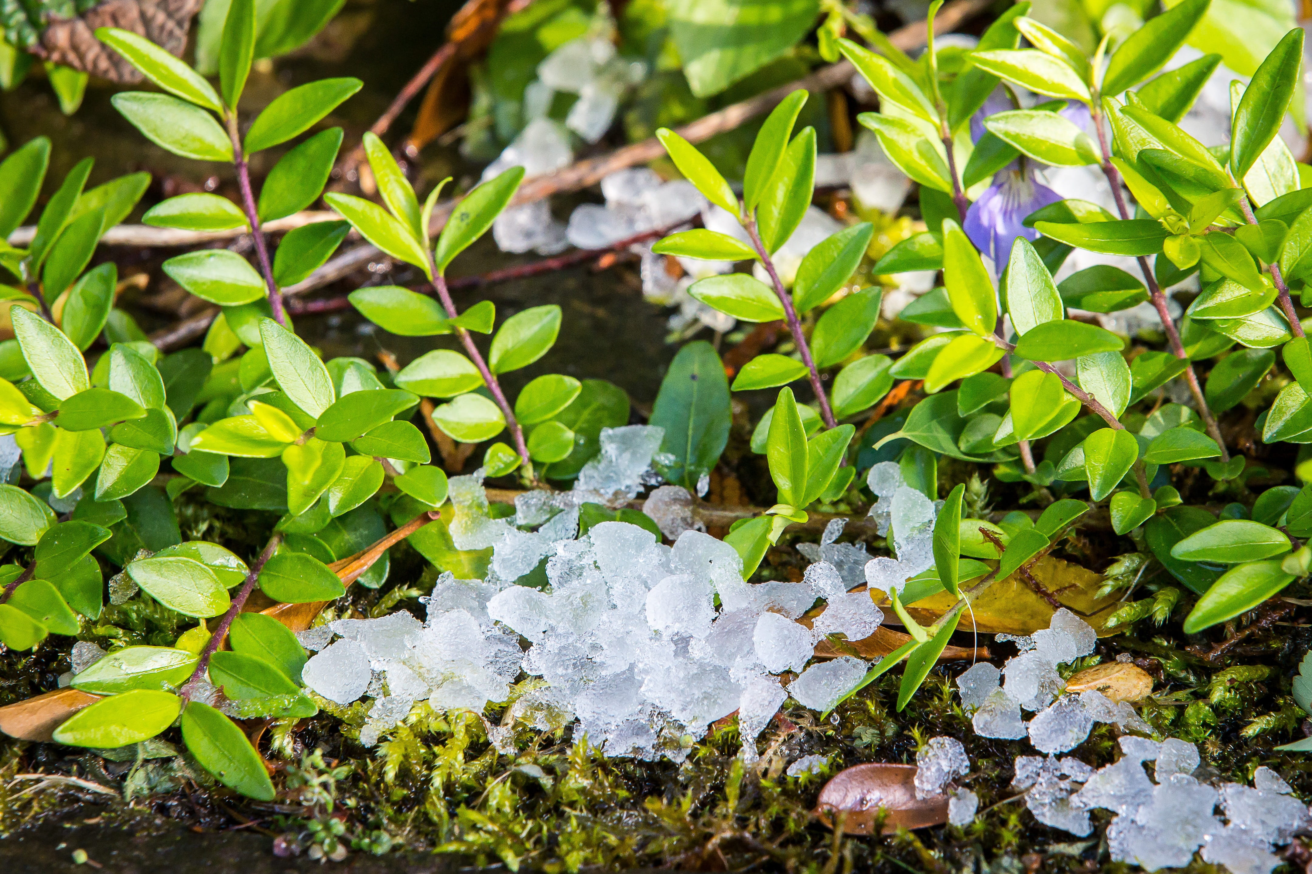 outdoors, focus on foreground, clover, hail, no people, storm, freshness, high angle view, ice lumps, plant, Hail, 4K, great balls of fire, Storm, beauty in nature, HD Wallpaper