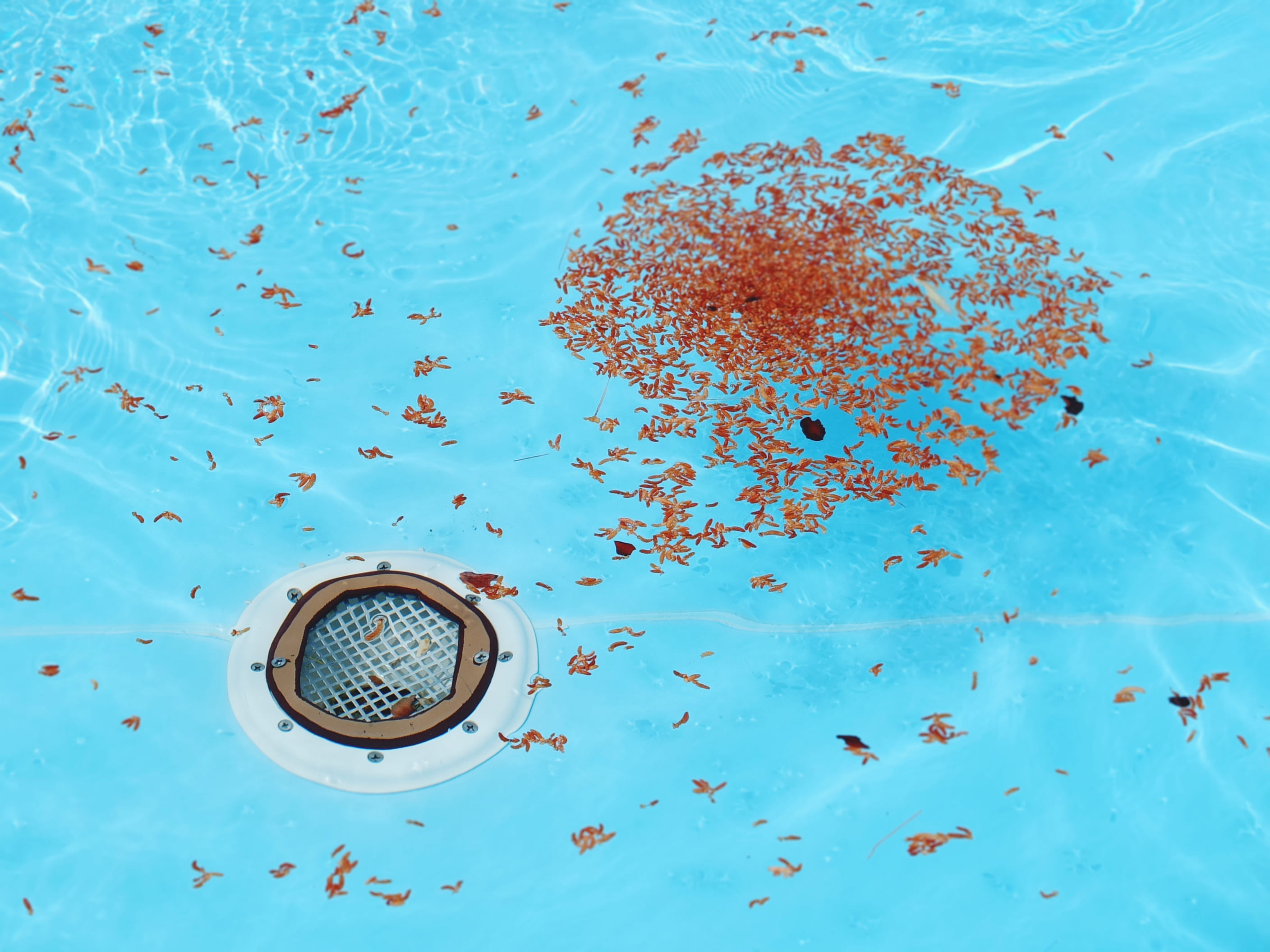 dirt, leafe, pool, drink, 2K, food and drink, water, directly above, nature, autumn, no people, leaves, shape, brown, blue, circle, ripple, outflow, fall, HD Wallpaper