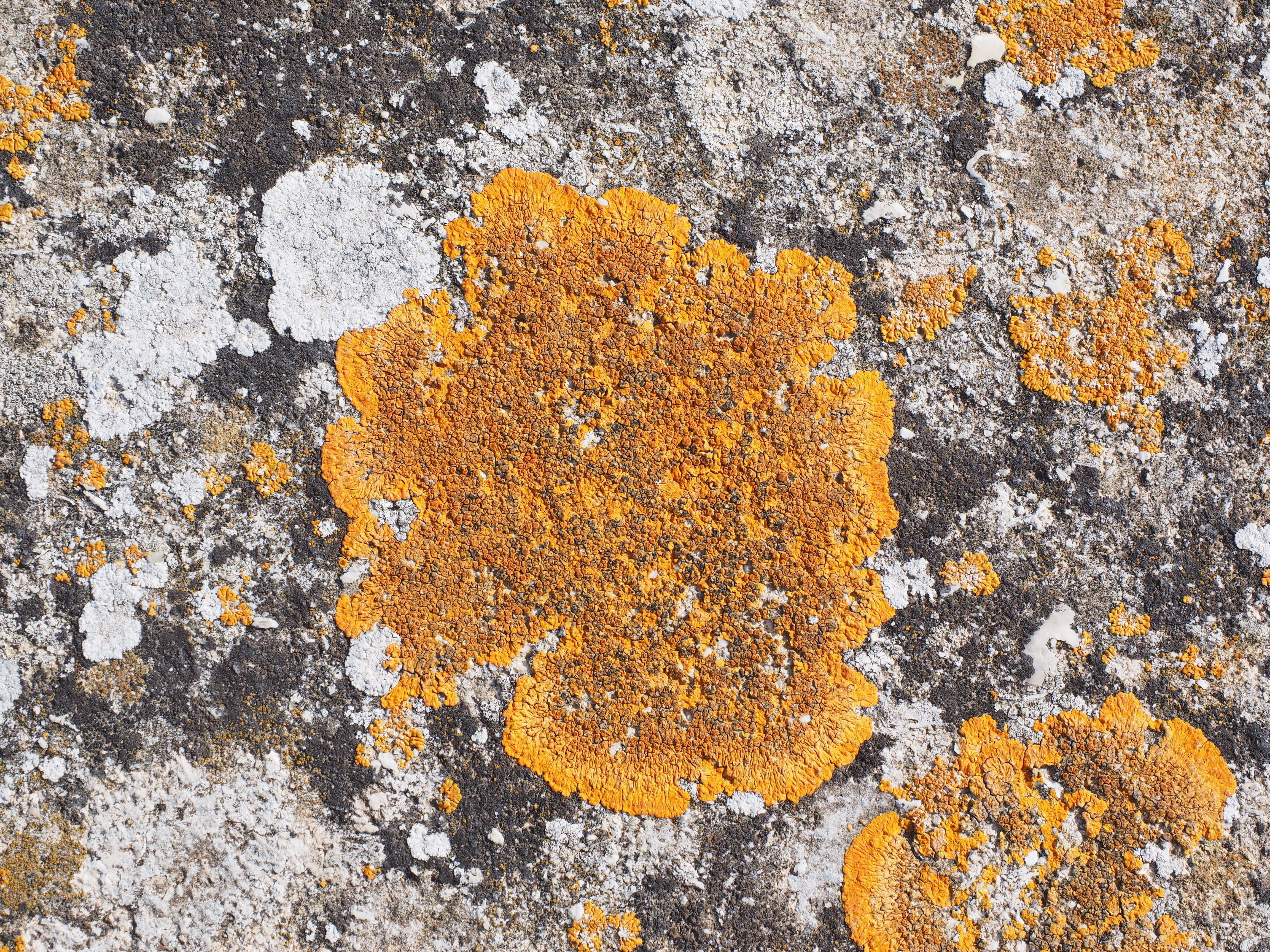 backgrounds, 4K, cake braid, plant, parellflechte, orange, xanthoria parietina, stone, solid, moss, rock - object, Lichen, ordinary gelbflechte, yellow, HD Wallpaper