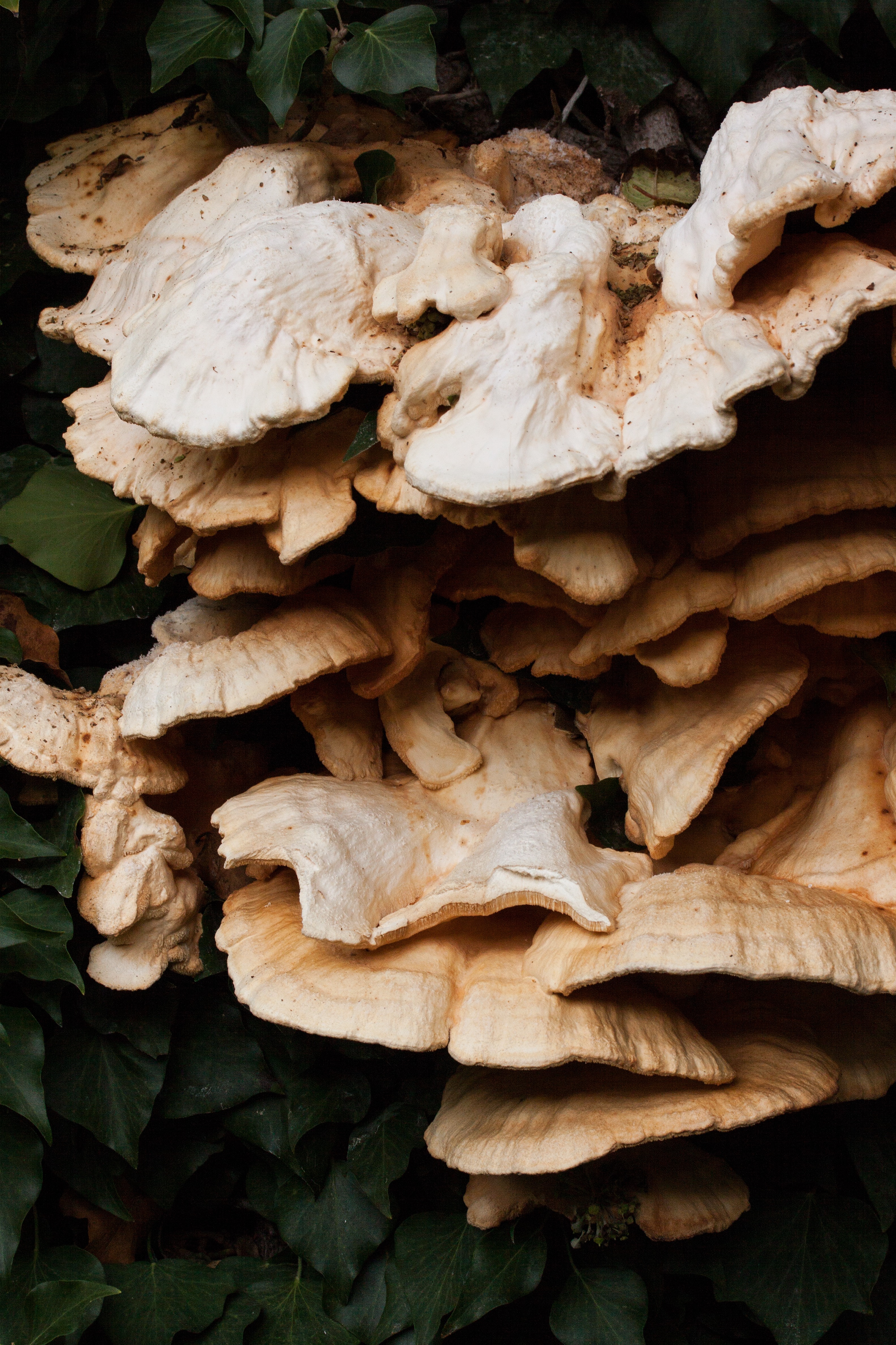 food and drink, in the old, sulfur yellow, nature, vegetable, beauty in nature, day, sulphur ovinus, no people, whitish, laetiporus sulphureus, plant part, Phone HD Wallpaper