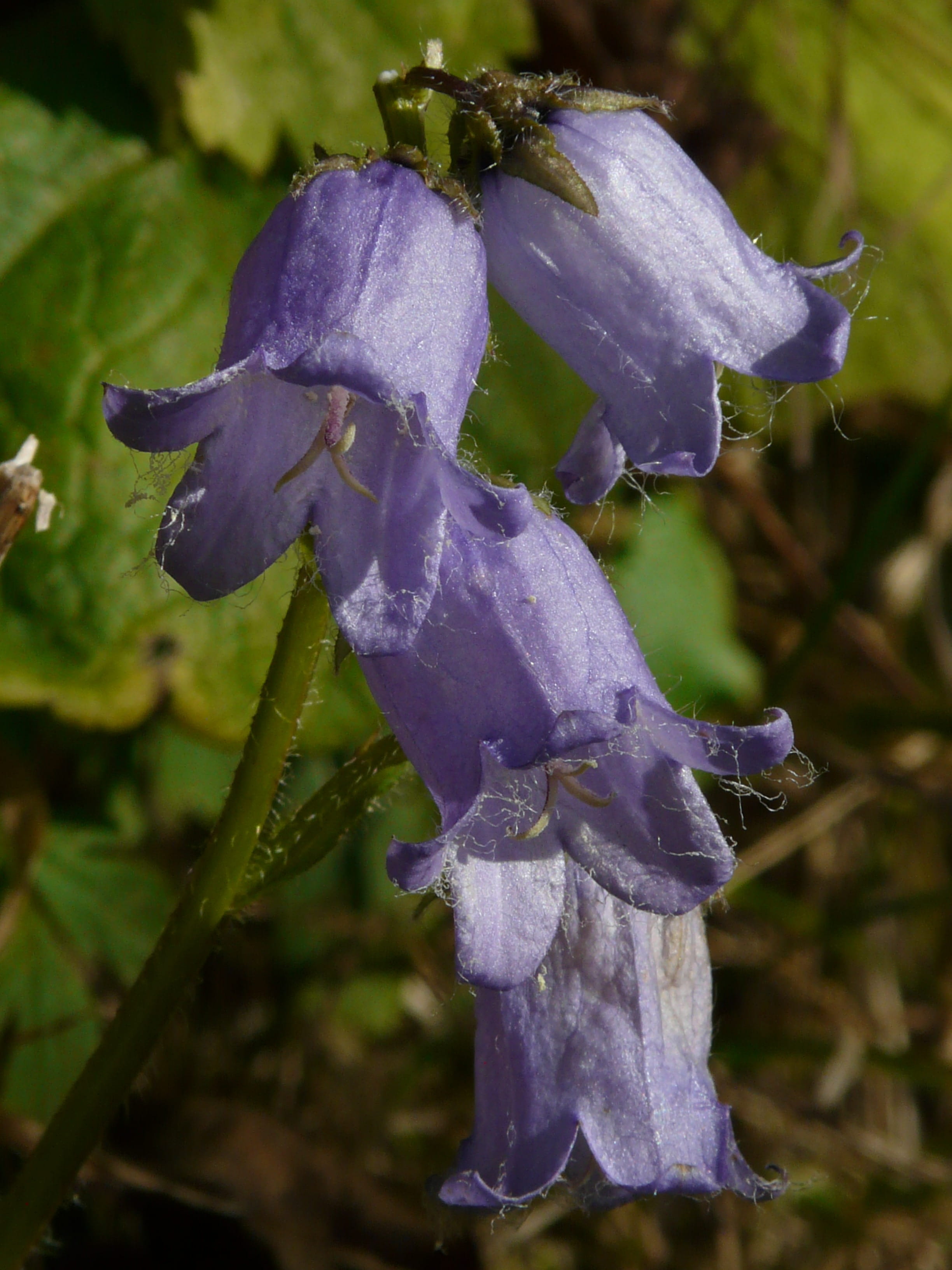 flower head, botany, dew, close-up, nature, corolla lobes, land, no people, campanula barbata, iris - plant, blue, growth, drop, Bloom, sepal, campanulaceae, Phone HD Wallpaper