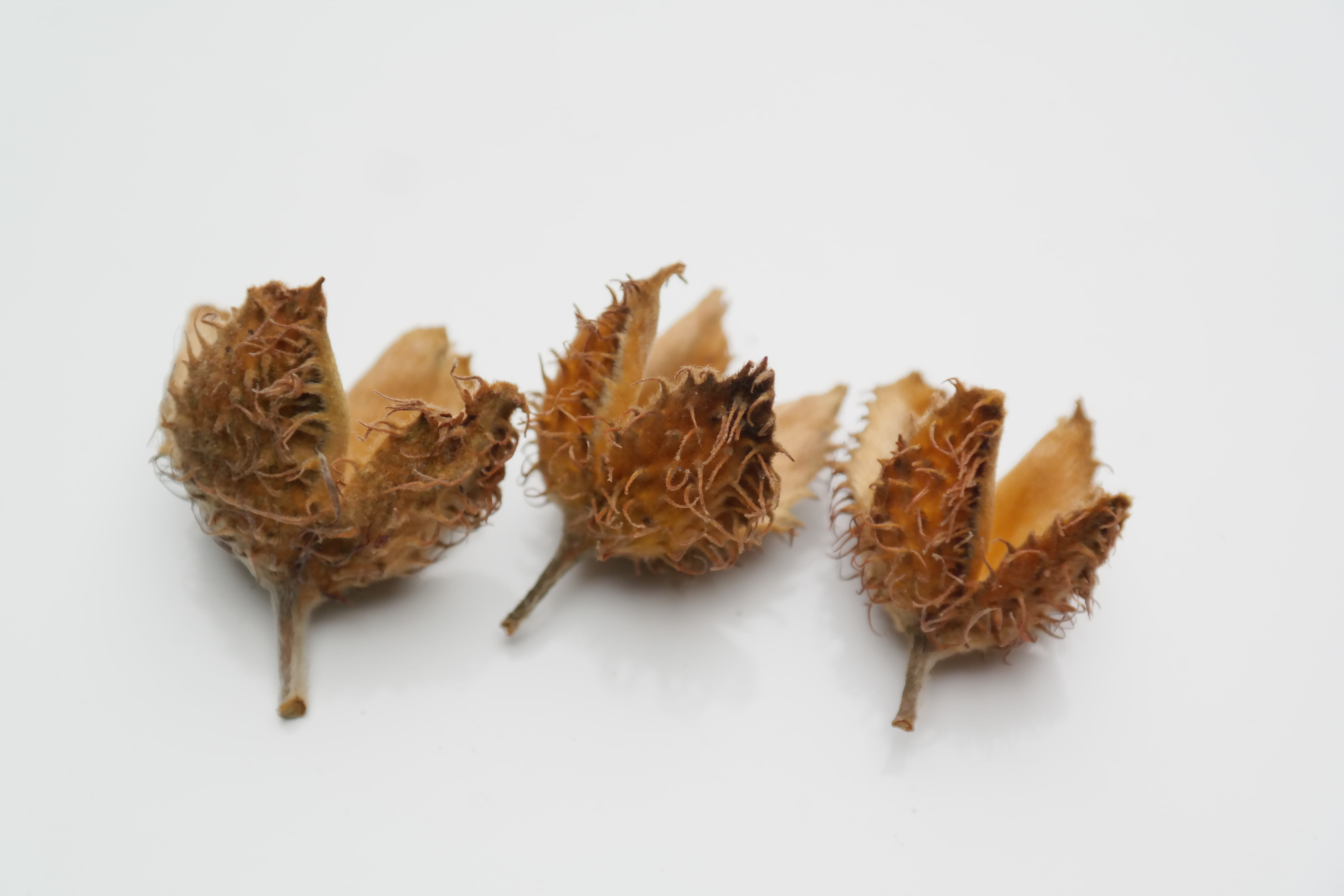 cut out, leaf, fagus sylvatica, Pods, nut, 5K, plant, illustration, still life, three, indoors, herbal medicine, food, plant part, fruits, healthy eating, HD Wallpaper