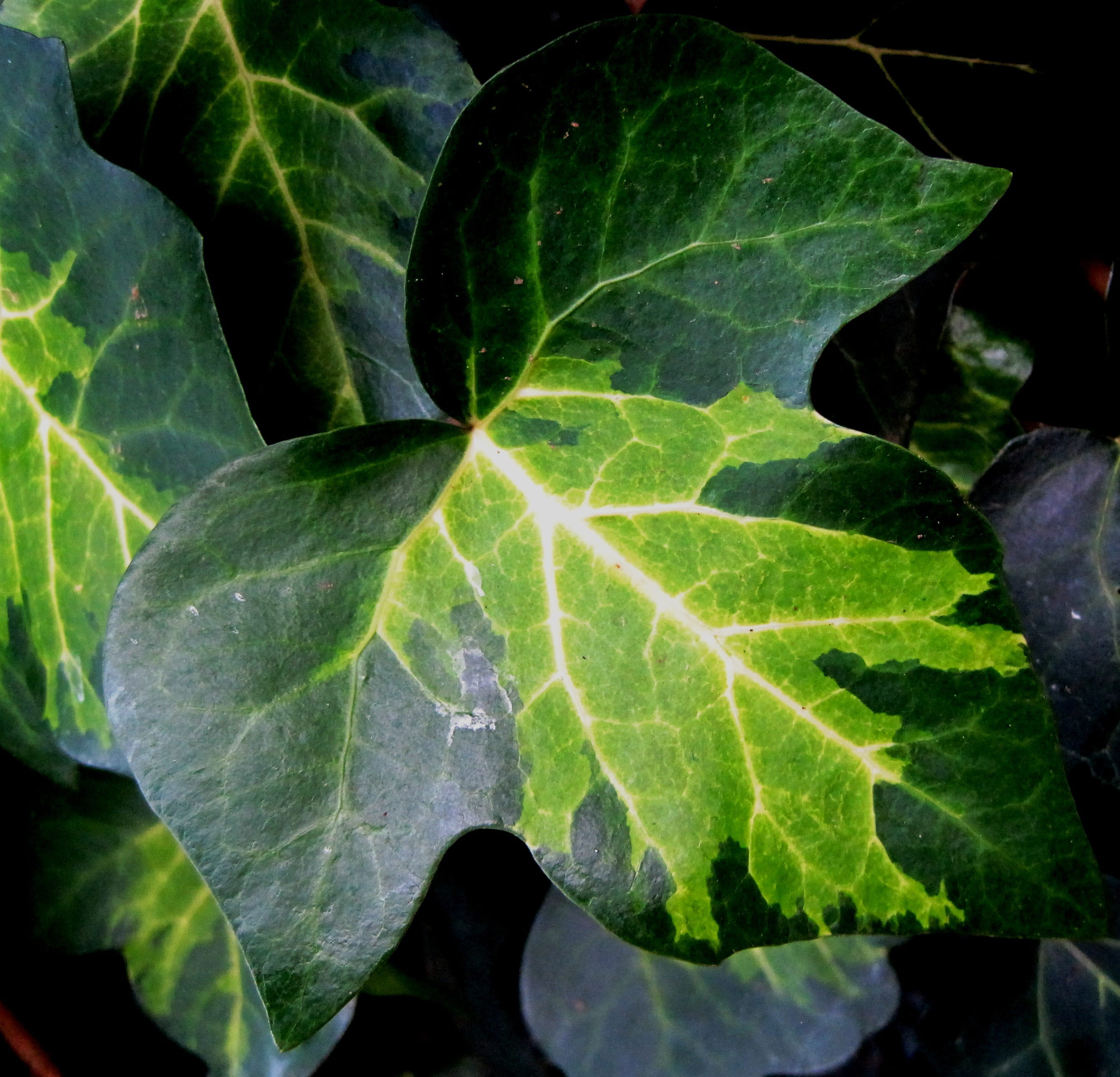 ivy, varying greens, high angle view, 2K, leaf, leaves, leaf vein, beauty in nature, close-up, growth, natural pattern, plant, shiny, creeper, day, veined, HD Wallpaper