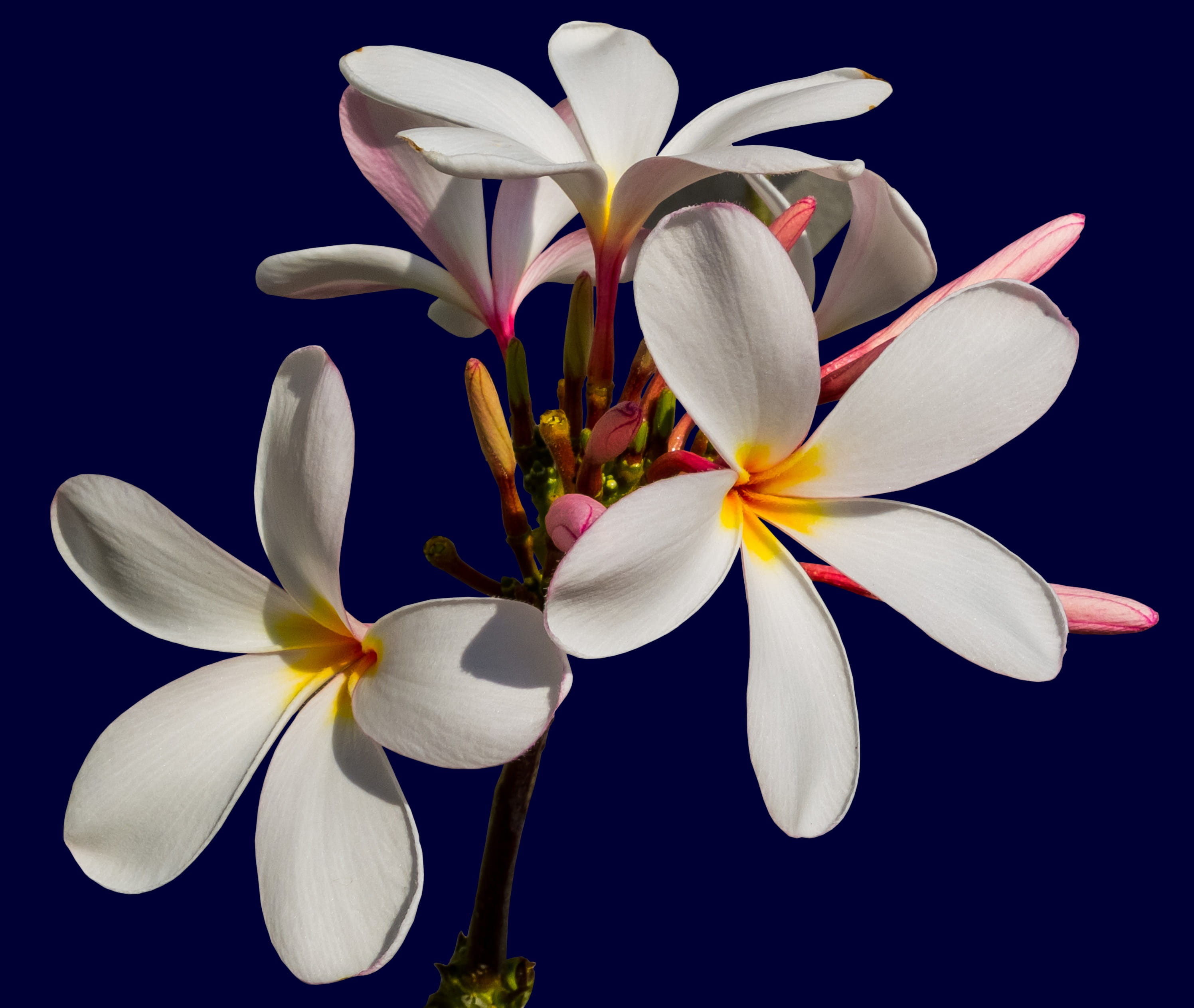 yellow, apocynaceae, beauty in nature, flower head, plumeria alba, growth, frangipani, plumeria, frangipandi, flor de cebo, flowering plant, pollen, 2K, HD Wallpaper