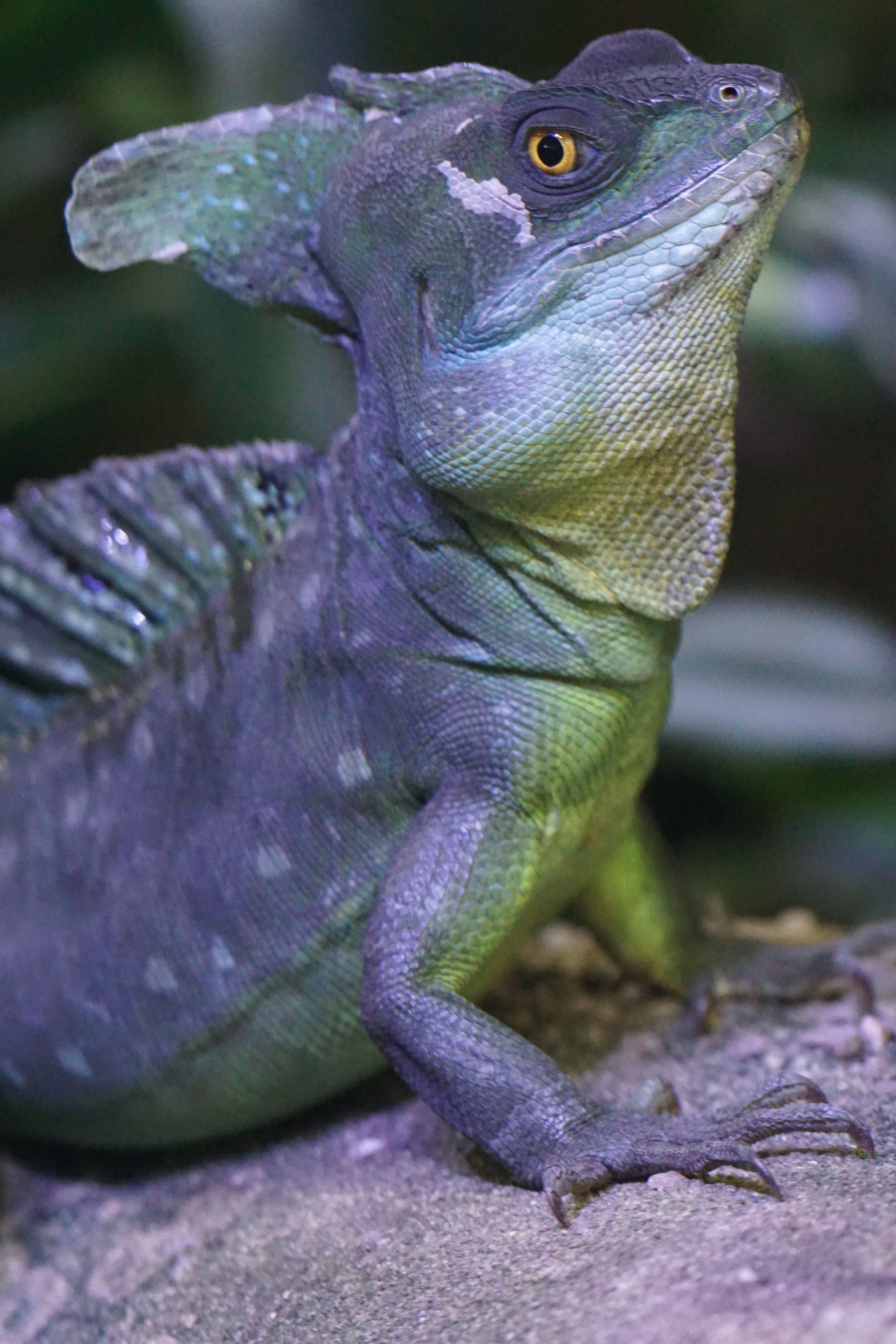 animal body part, schuppenkriechtier, rock, diurnal, animal wildlife, nature, reptile, close-up, one animal, focus on foreground, lizard, frontal lobe basilisk, Phone HD Wallpaper