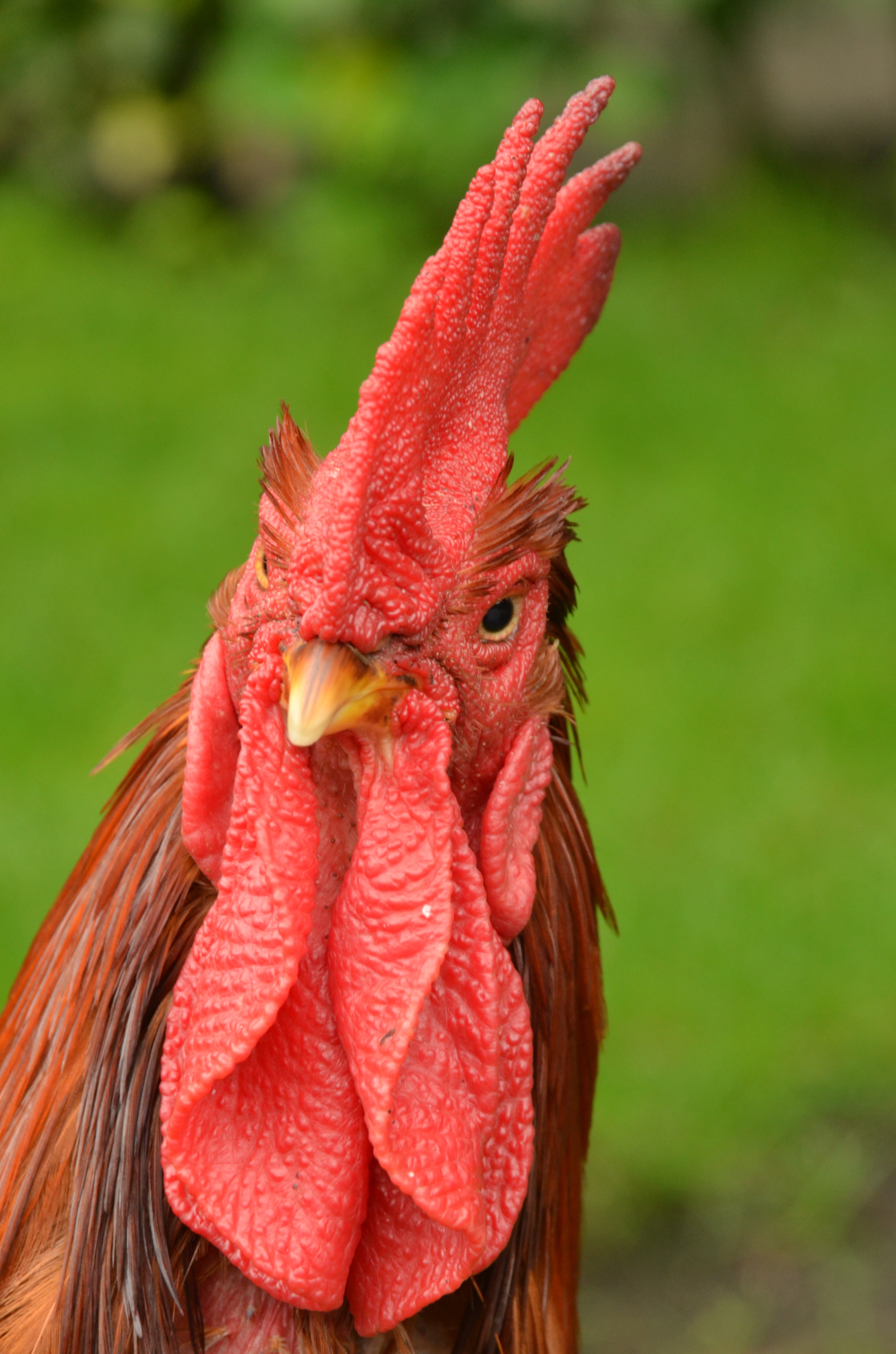 bird, curious, livestock, domestic, outdoors, close-up, comb, animal body part, 4K, no people, one animal, focus on foreground, chicken - bird, domestic animals, Phone HD Wallpaper