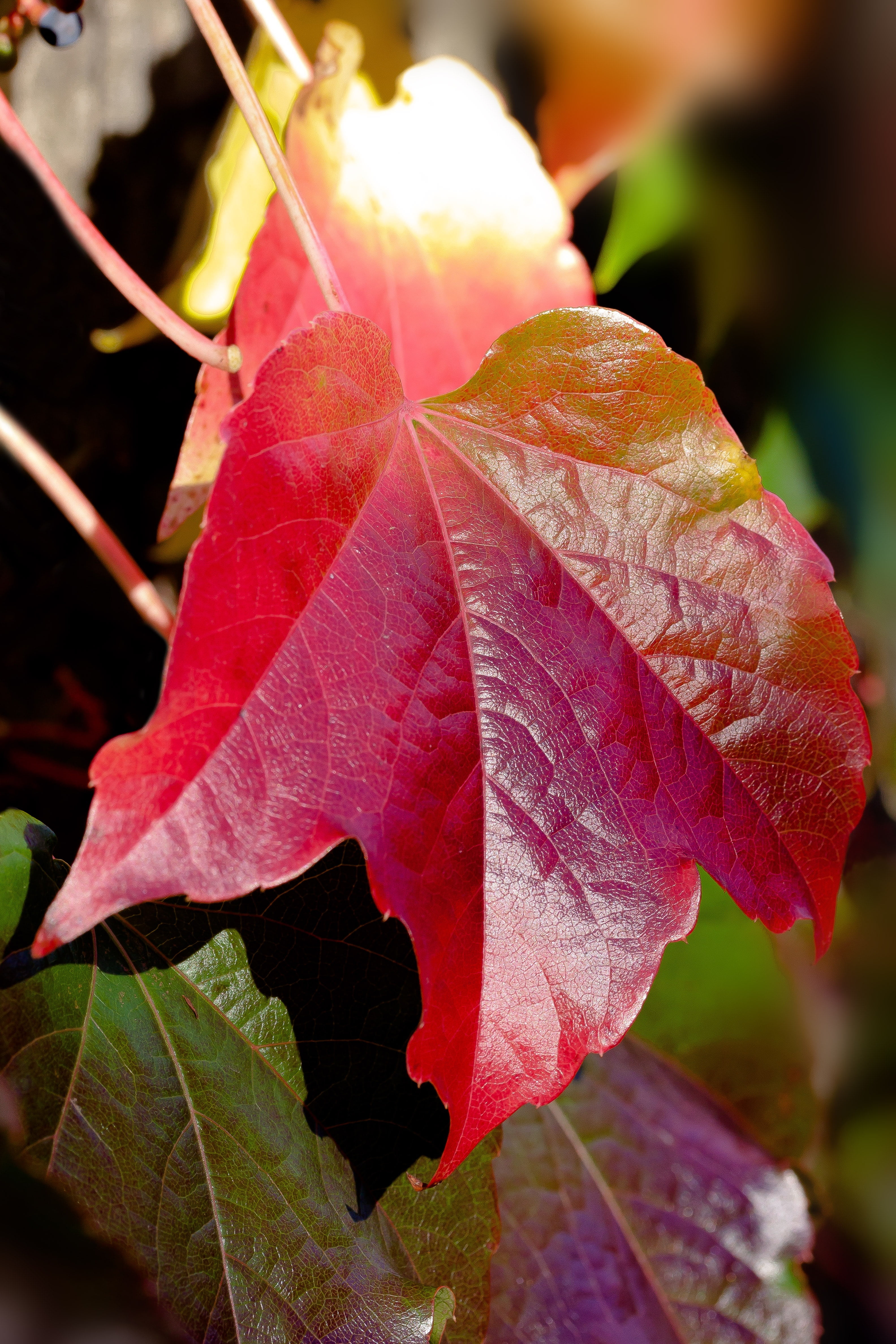 beauty in nature, flowering plant, shine, fragility, colorful leaves, palmately-lobed, outdoors, coloring, day, red, wine partner, plant, true leaves, flower head, Phone HD Wallpaper