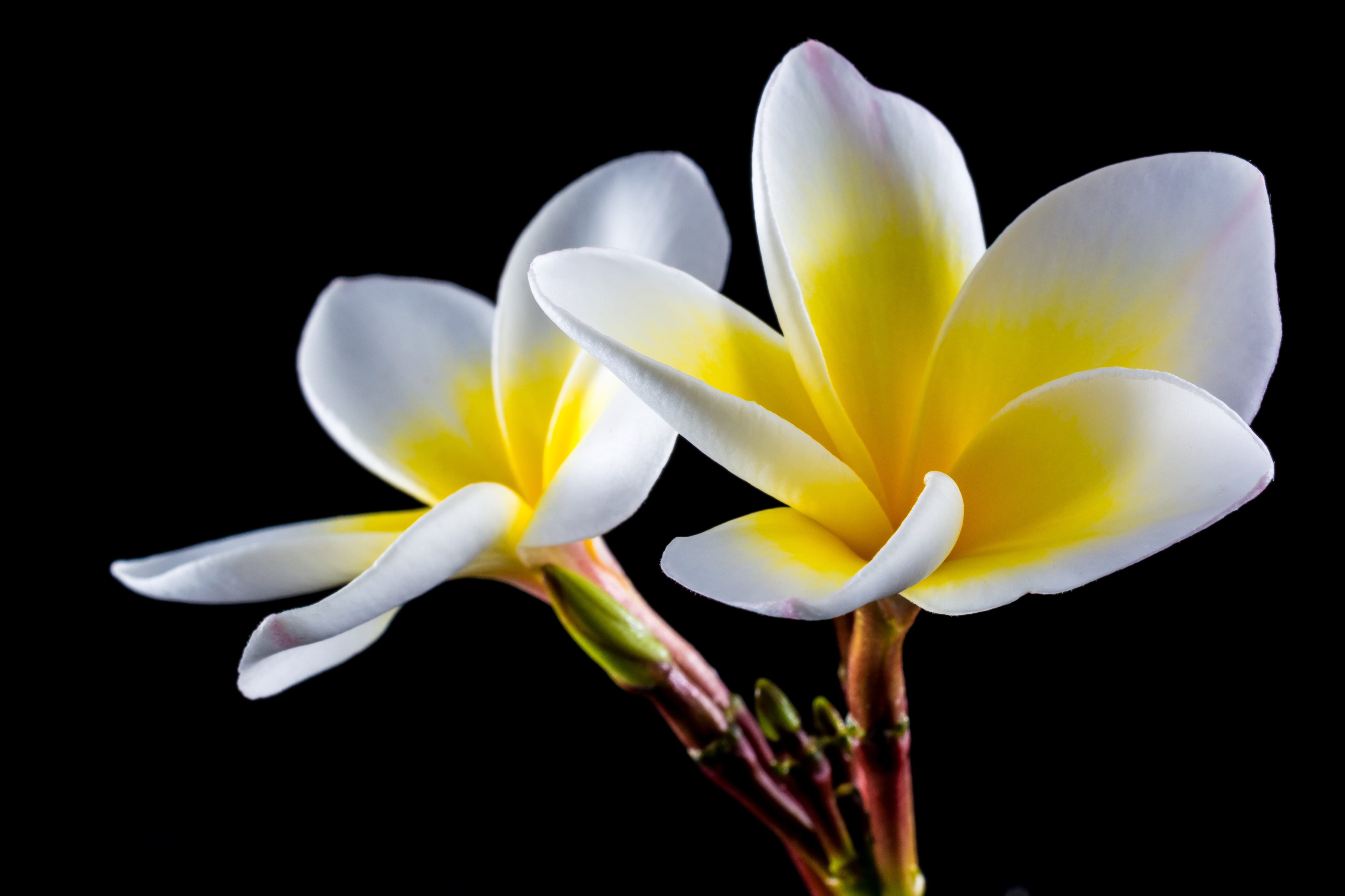 fragility, black background, studio shot, petal, west indian frangipani, plant, exotic, frangipani, dog gift greenhouse, close-up, flower, growth, national flower, HD Wallpaper