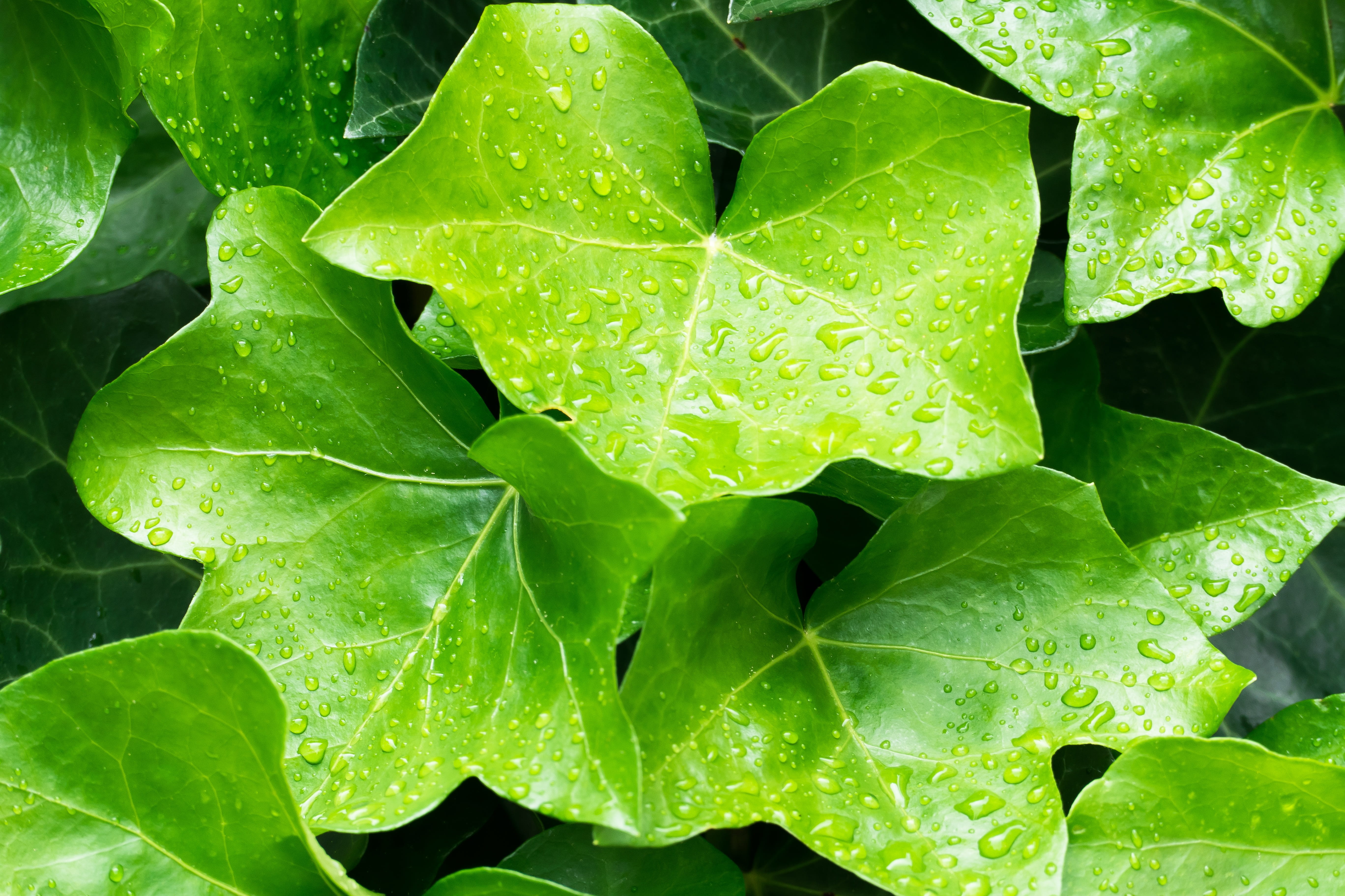 plant part, natural pattern, nature, leaf vein, green color, day, beauty in nature, drop, backgrounds, no people, outdoors, 5K, water, plant, growth, flowering plant, HD Wallpaper