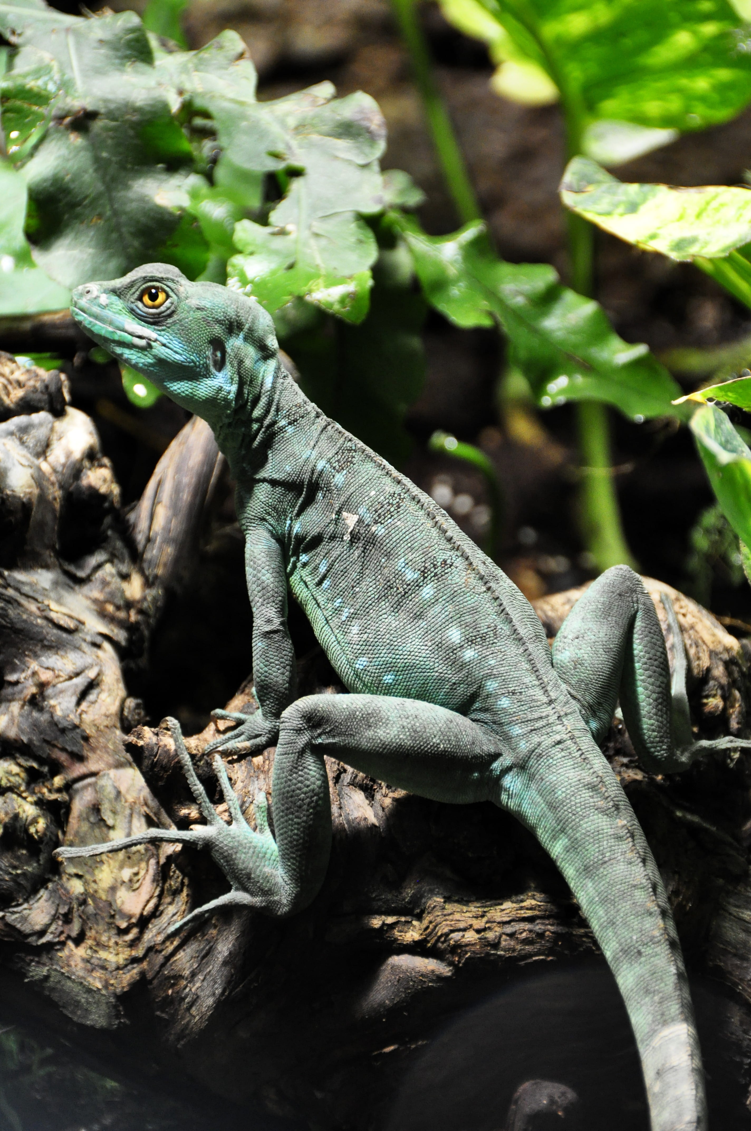 plant part, one animal, nature, Frontal Lobe, animal head, iguana, basilisk, 4K, green, animal themes, vertebrate, animal scale, Lizard, animals in the wild, Phone HD Wallpaper