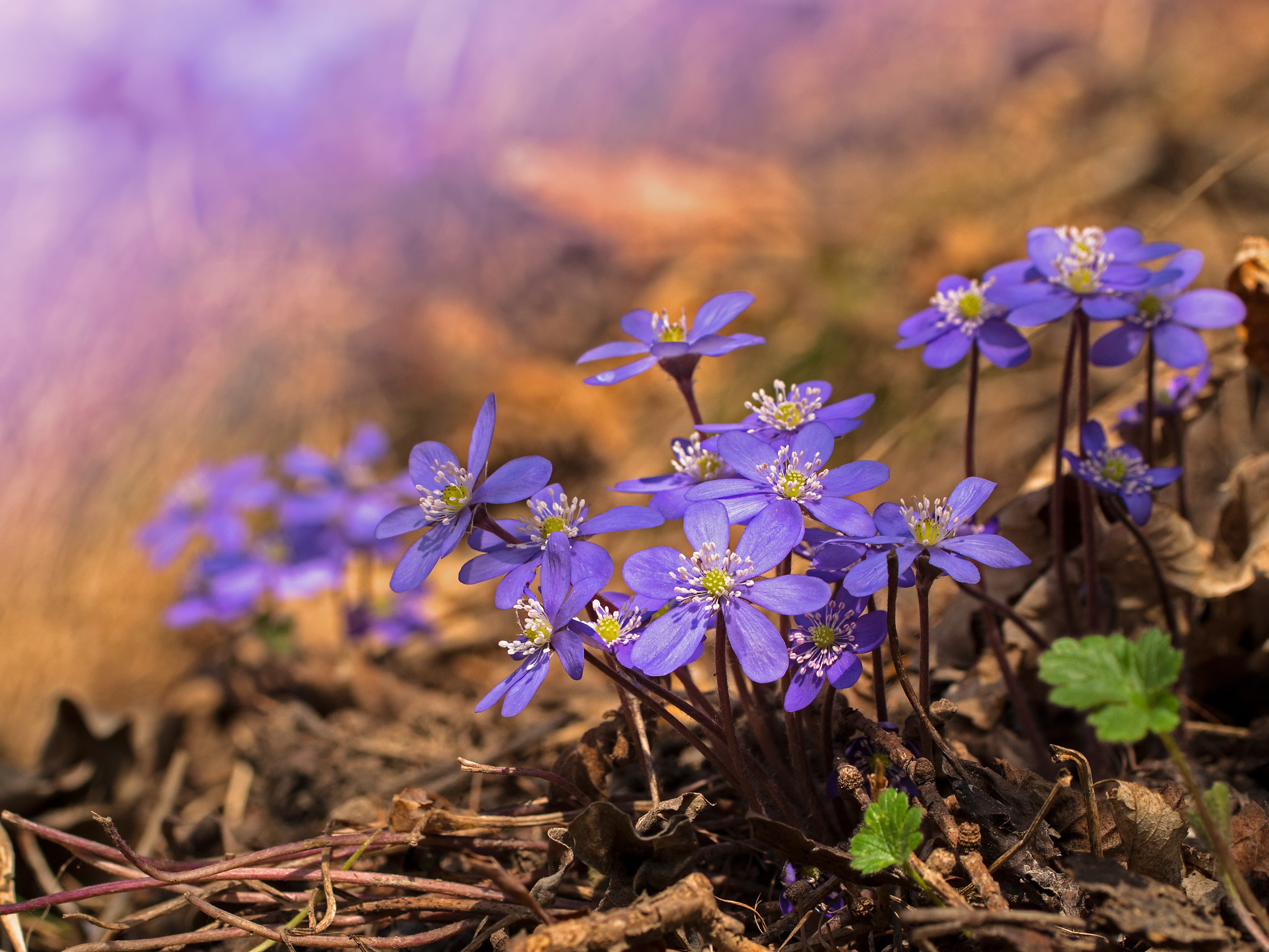 field, springtime, fragility, wild plant, growth, common hepatica, plant, early bloomer, outdoors, selective focus, land, no people, flowering plant, focus on foreground, HD Wallpaper