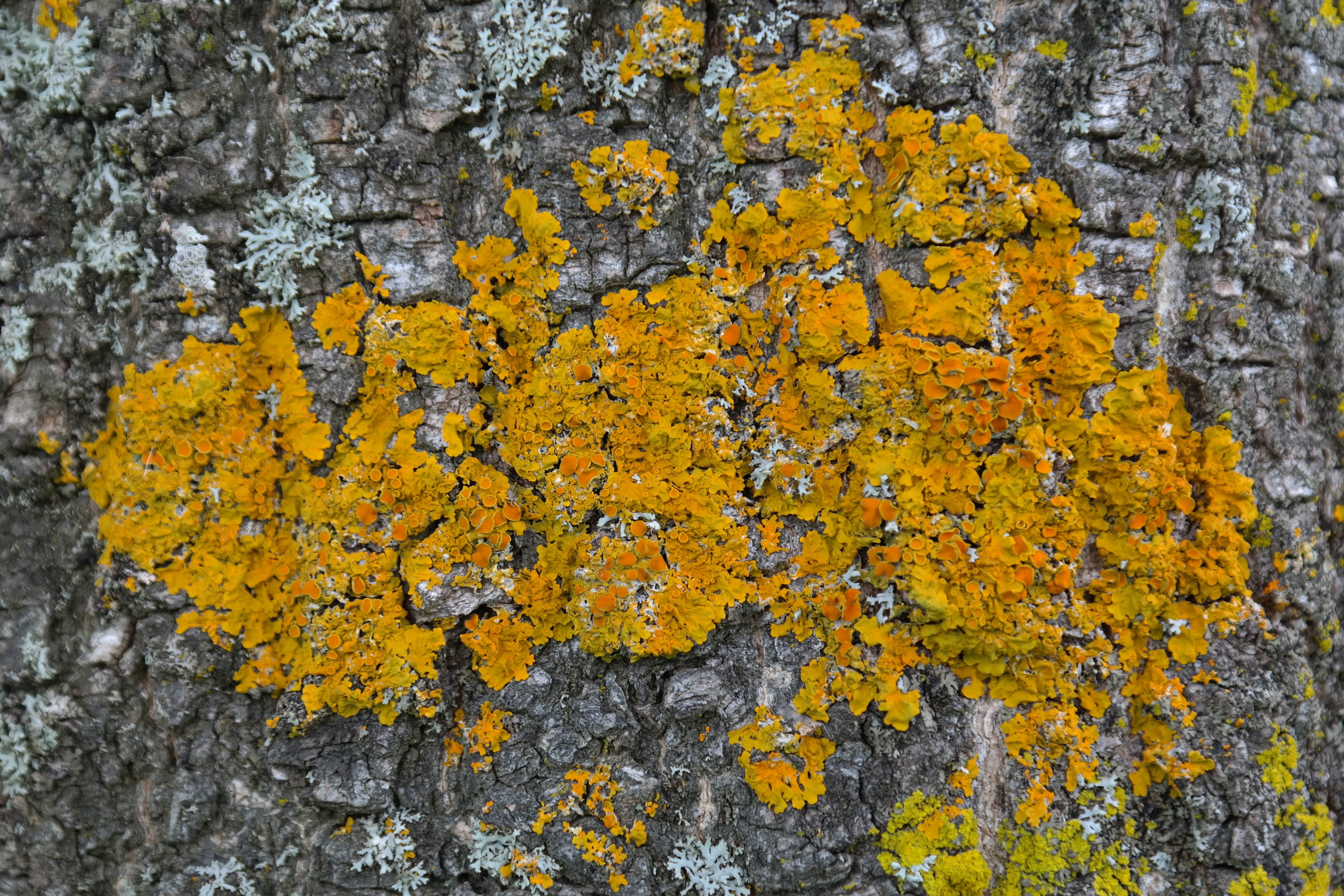 day, Ordinary, Lichen, tree trunk, bark, close-up, broad lobed leaf braid, 5K, textured, solid, tree, forest, rock, backgrounds, ocher, no people, nature, HD Wallpaper