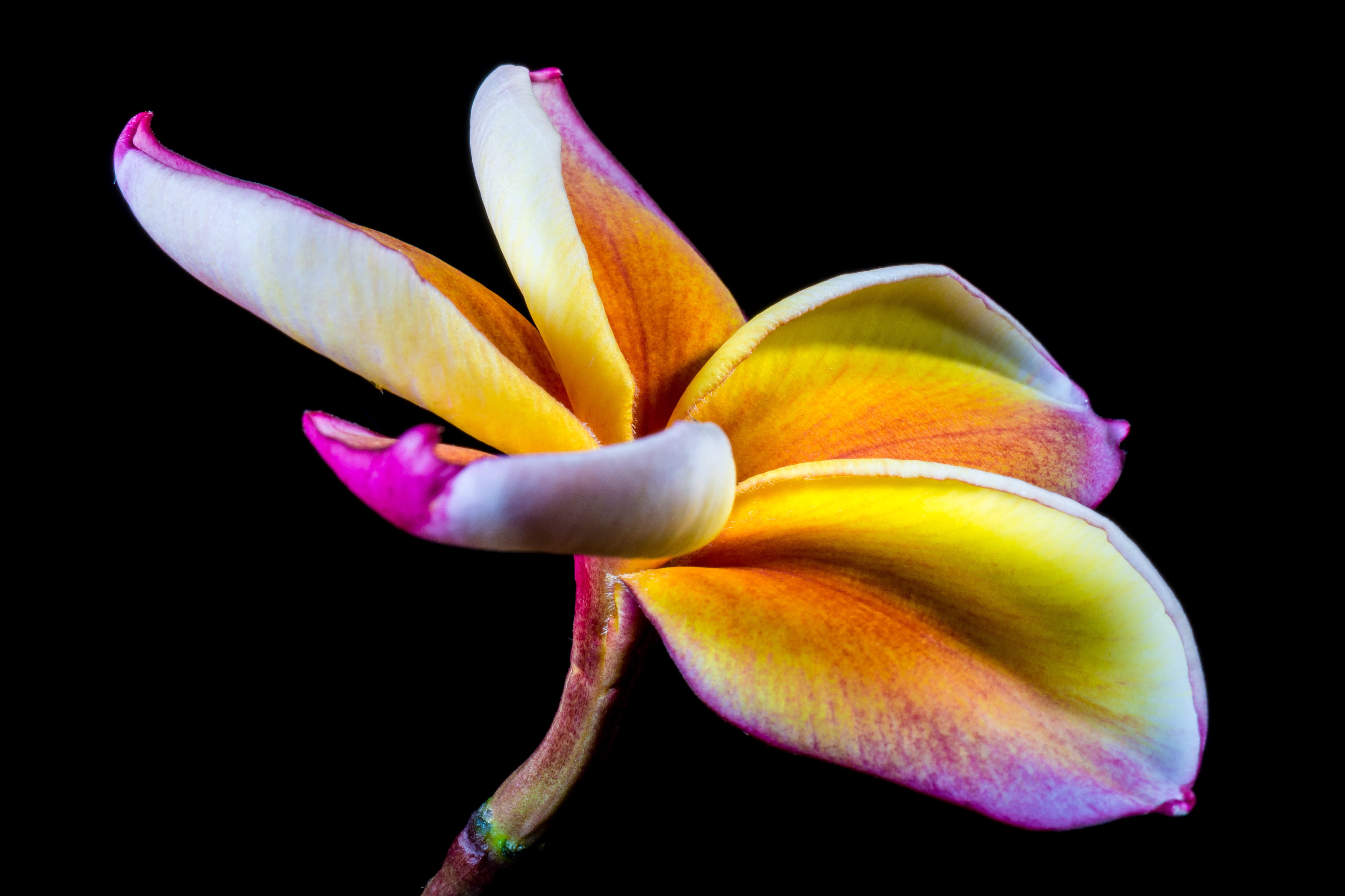 5K, macro, growth, flowering plant, orchid, apocynaceae, beautiful, indoors, dog gift greenhouse, pollen, Frangipani, ornamental flower, frangipandi, Bloom, HD Wallpaper