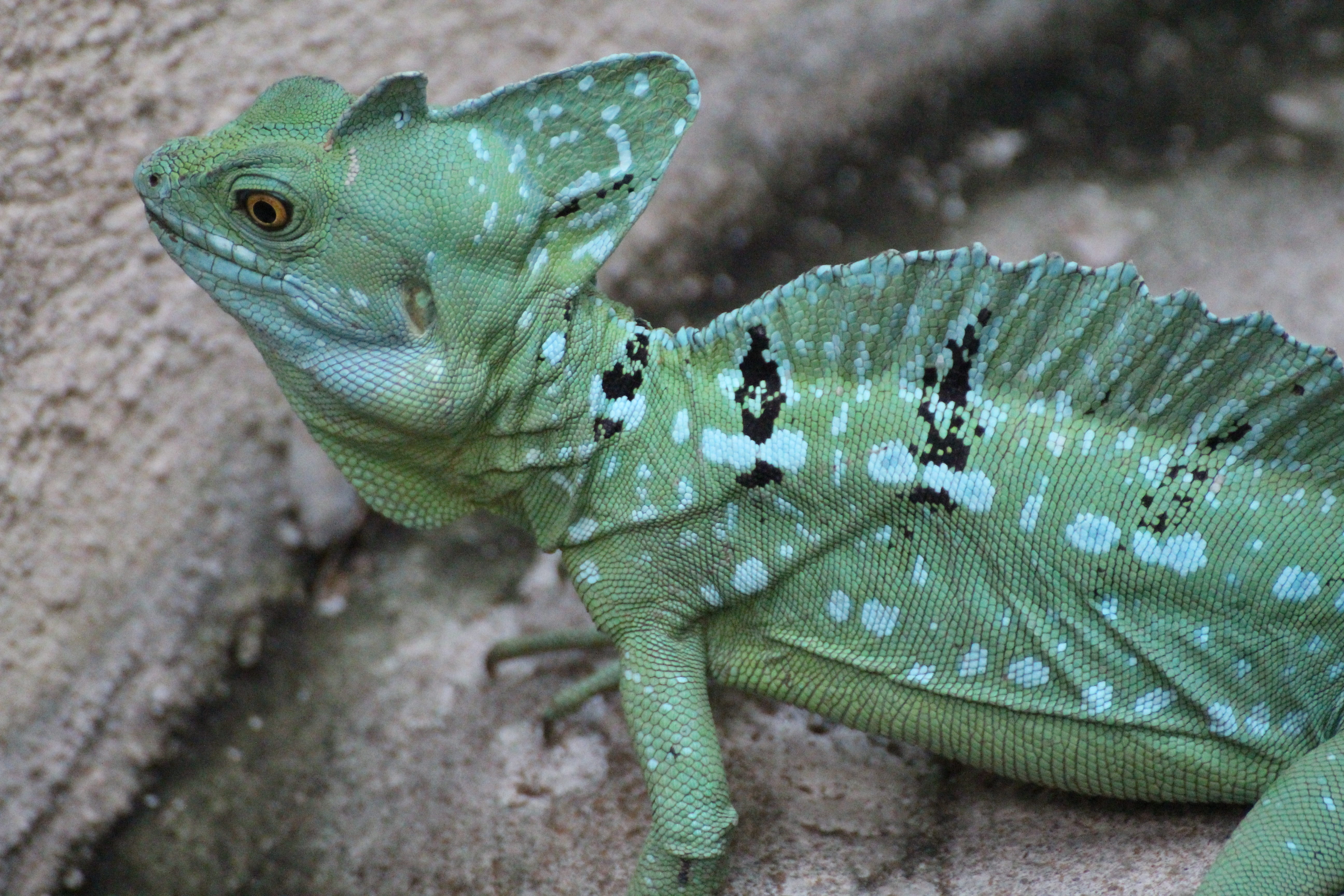 close-up, animal, reptiles, outdoors, nature, focus on foreground, gecko, day, animal body part, basiliscus plumifrons, basilisk, no people, one animal, HD Wallpaper