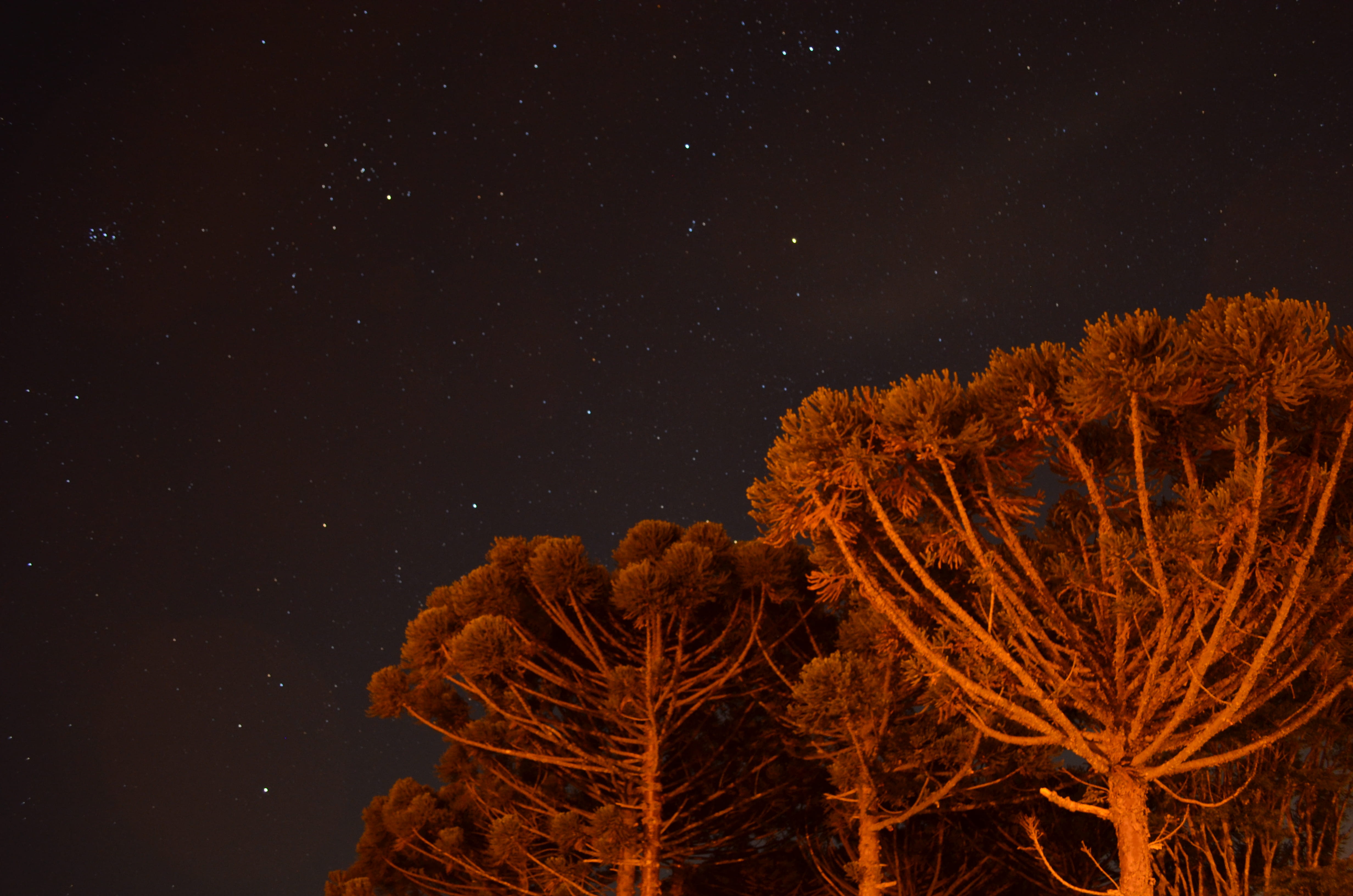 no people, plant, moon, night, araucaria, fire, 4K, water, sea, star - space, sea life, star, space and astronomy, low angle view, starry, nebula, scenics - nature, HD Wallpaper