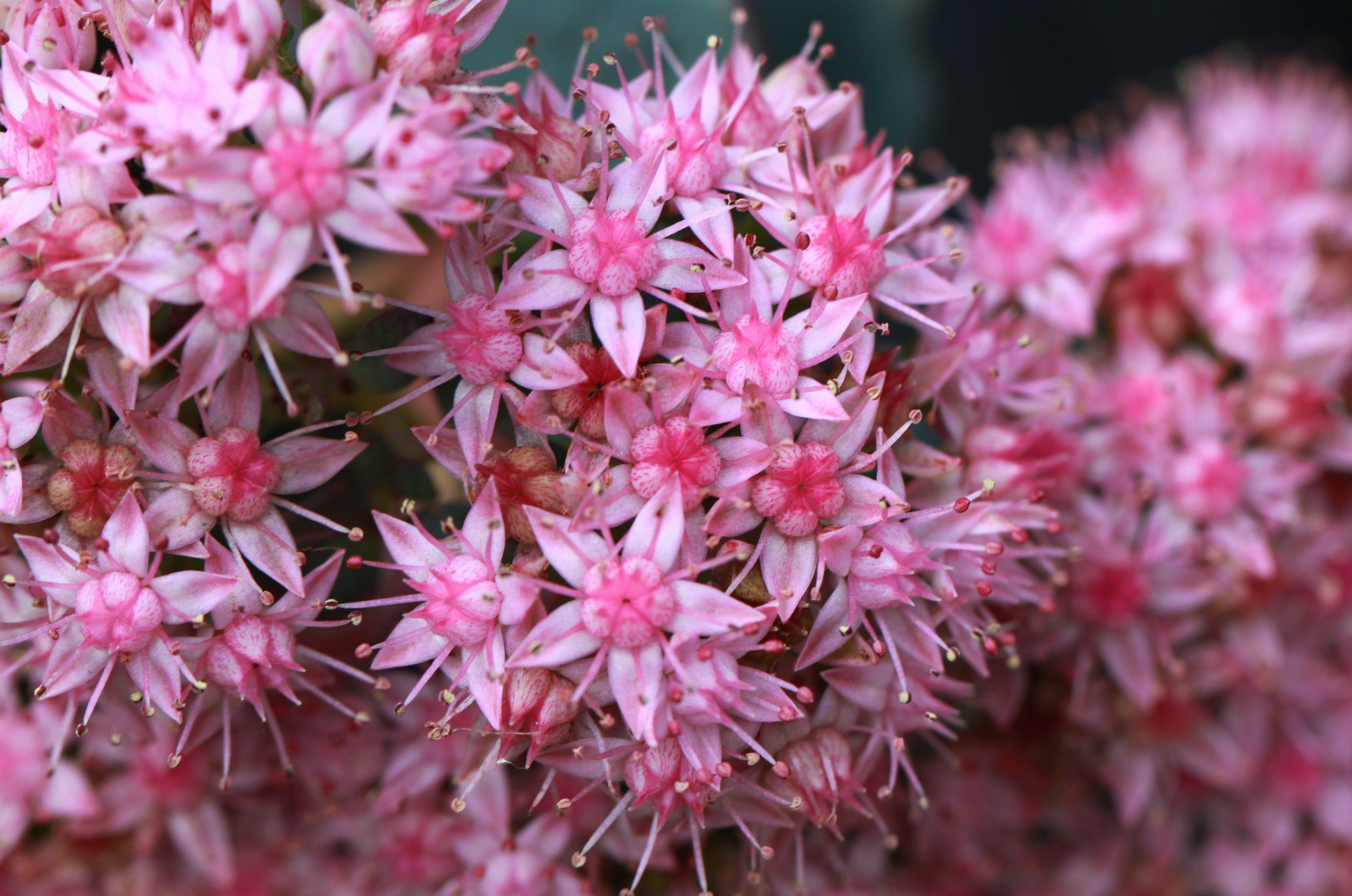 no people, flower, inflorescence, selective focus, pink, petal, colorful, vulnerability, freshness, star, outdoors, flower macro, pink Color, form, bright, HD Wallpaper