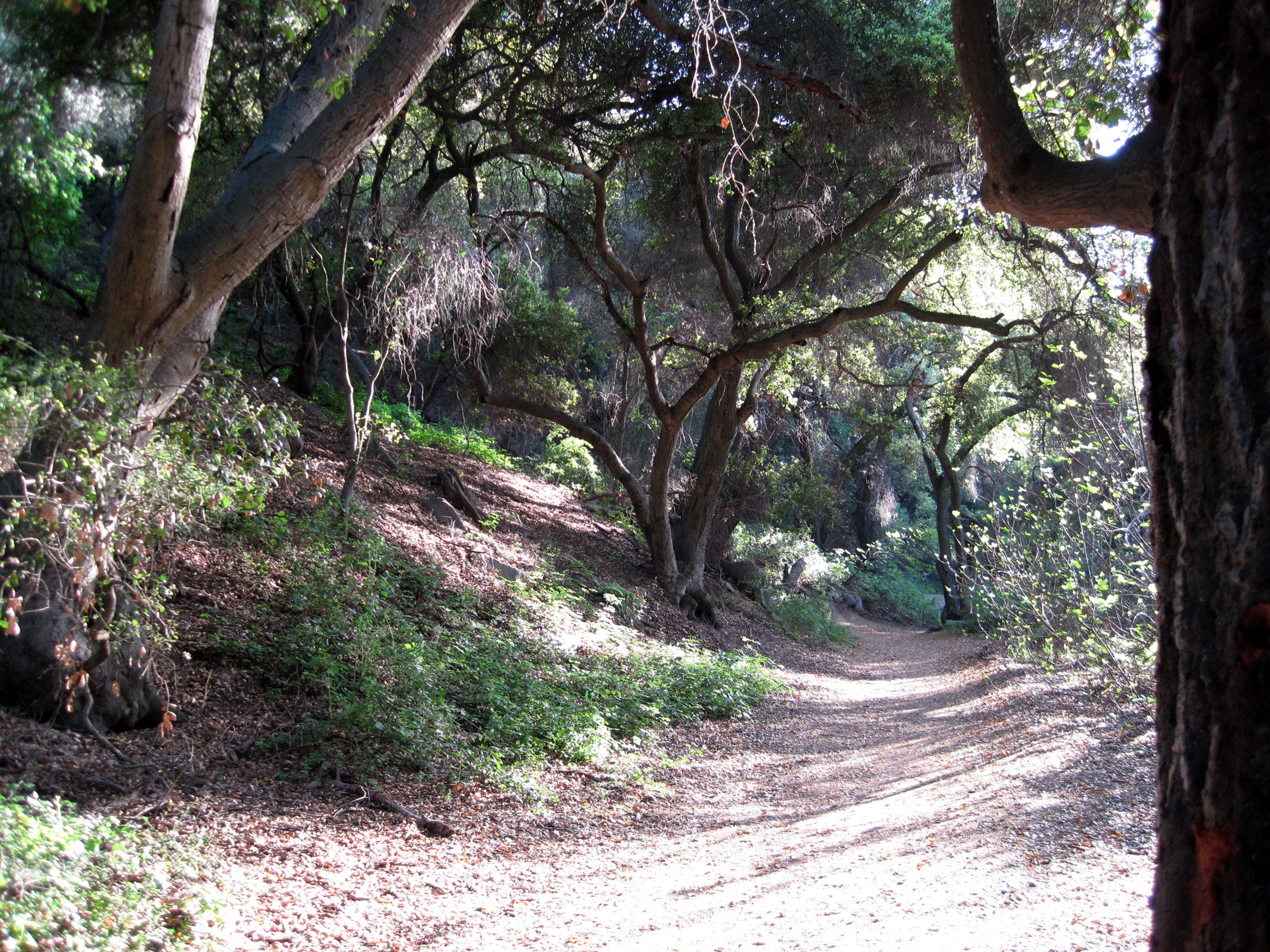 forest, california, day, non-urban scene, direction, path, plant, marshall canyon, landscape, scenics - nature, outdoors, no people, 2K, trunk, woodland, HD Wallpaper
