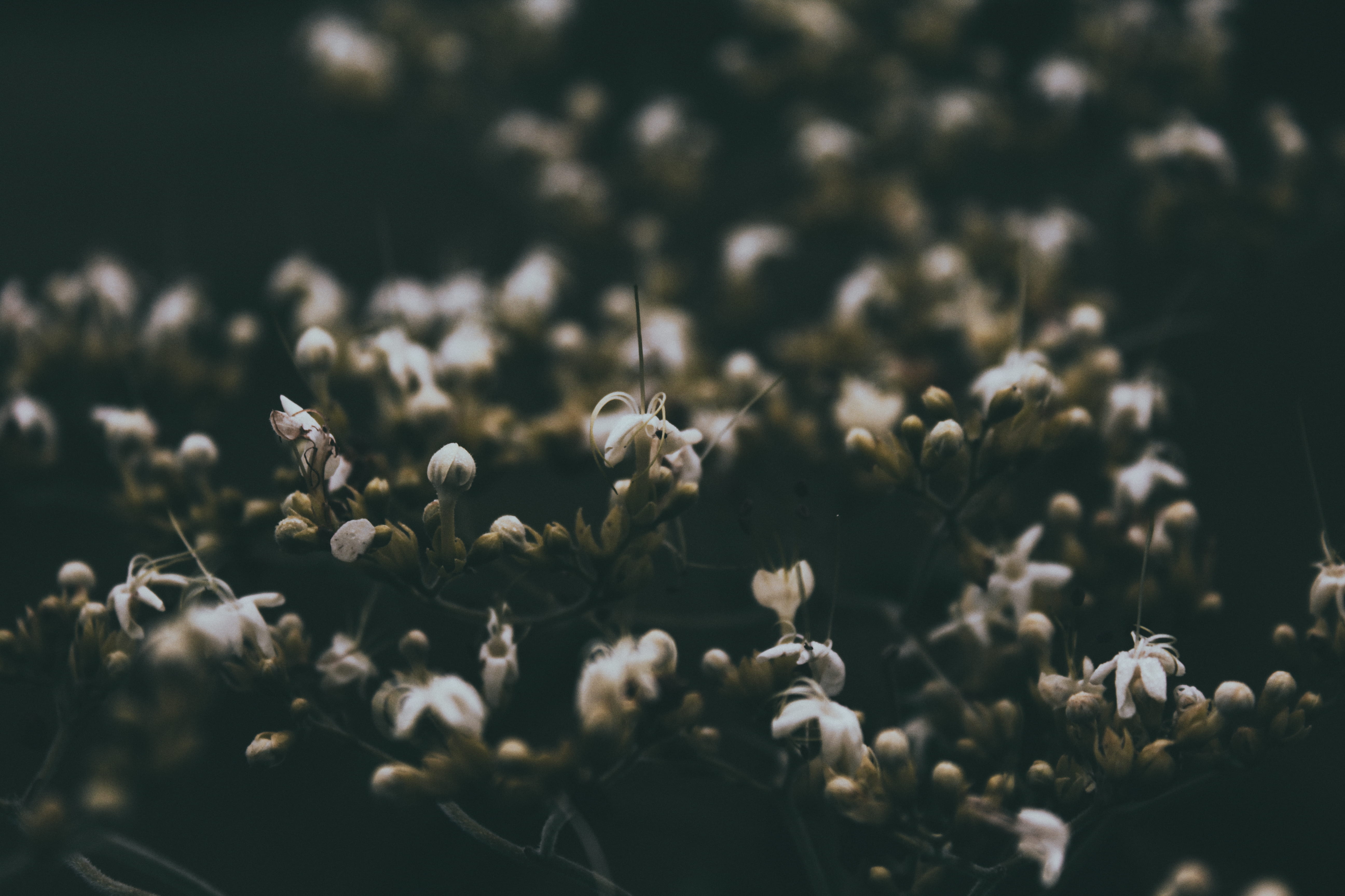 no people, freshness, close-up, cotton, flower, beauty in nature, field, flowering plant, agriculture, day, bud, selective focus, plant, tranquility, growth, HD Wallpaper