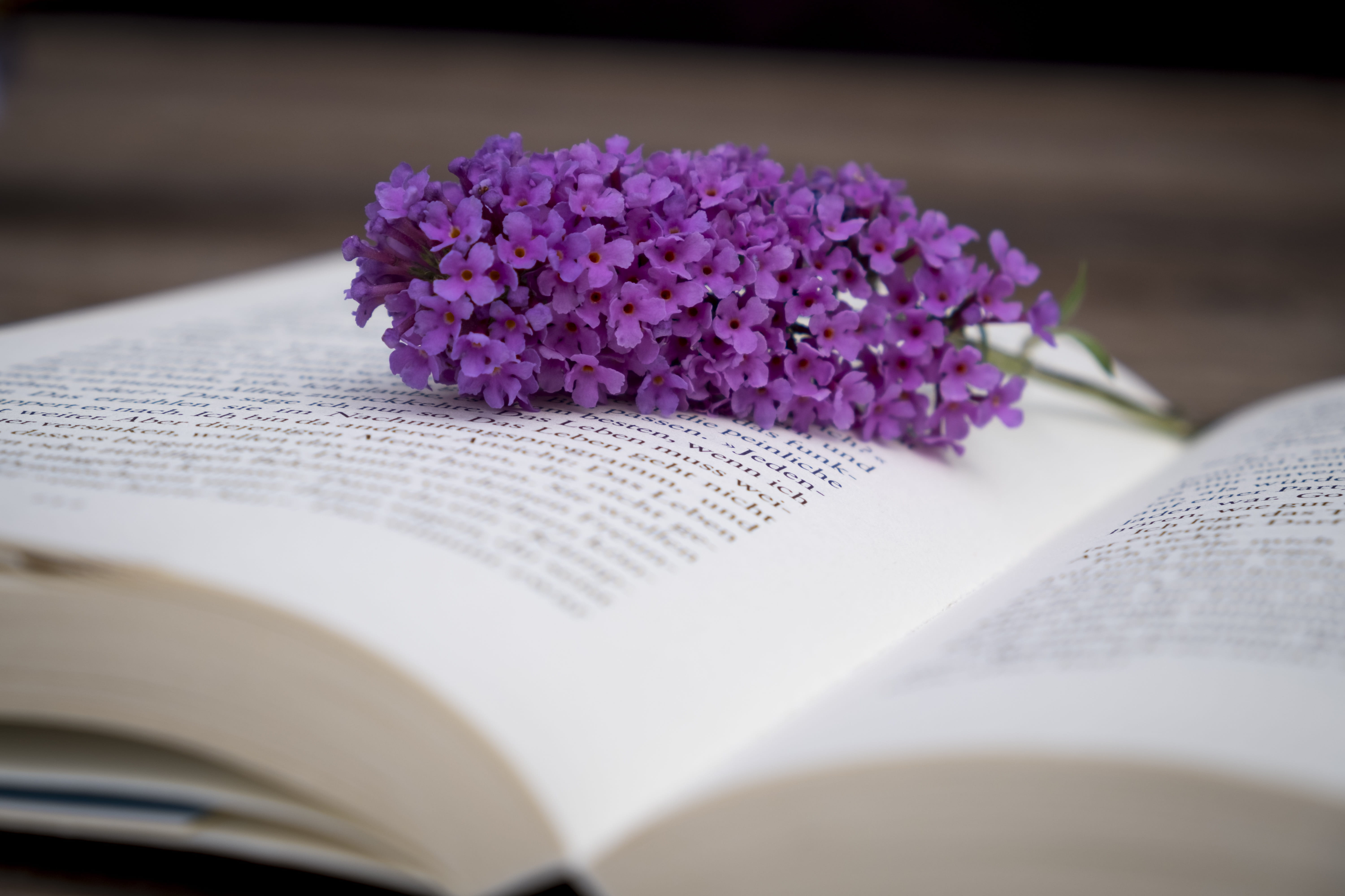 training, flowers, pedagogy, selective focus, butterfly bush, fragility, no people, vulnerability, literature, pages, paper, lilac, blossom, leisure, reading, HD Wallpaper