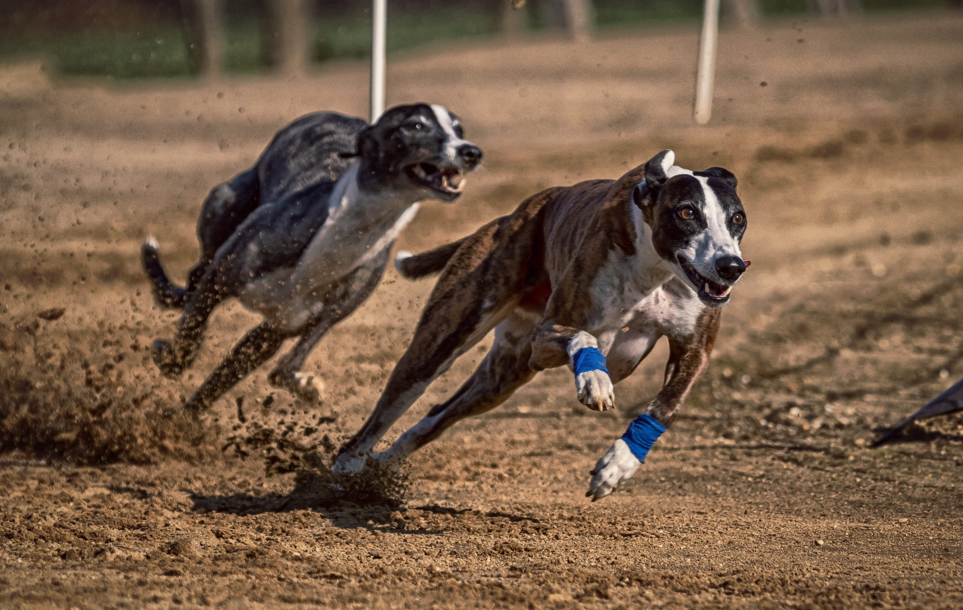 action, domestic, motion, aggression, race, animal themes, rabbit hunting, nature, mammal, pets, domestic animals, hunt, canine, speed, outdoors, running, HD Wallpaper