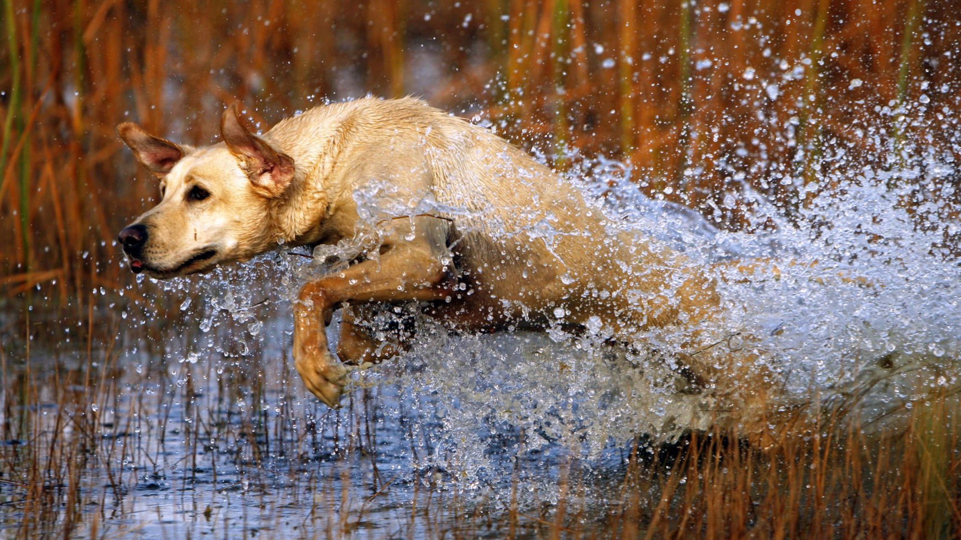 animal themes, splashing, duck hunting dog background, wet, canine, 4K, mammal, outdoors, no people, dog, labrador retriever, retriever, domestic, vertebrate, HD Wallpaper