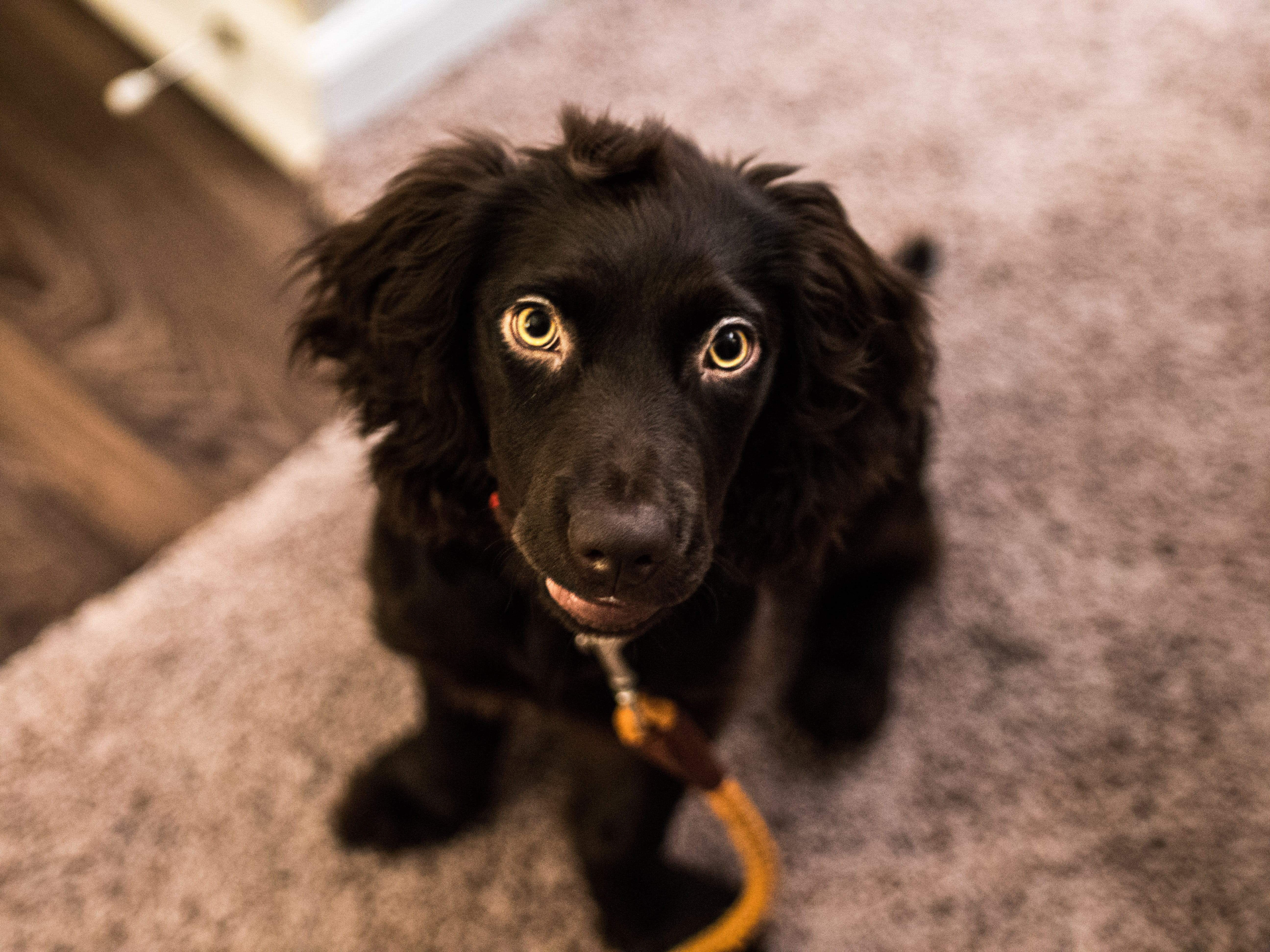 boykin, mammal, no people, close-up, pet, domestic animals, hunting, portrait, hunt, one animal, walk, focus on foreground, united states, boykin spaniel, HD Wallpaper
