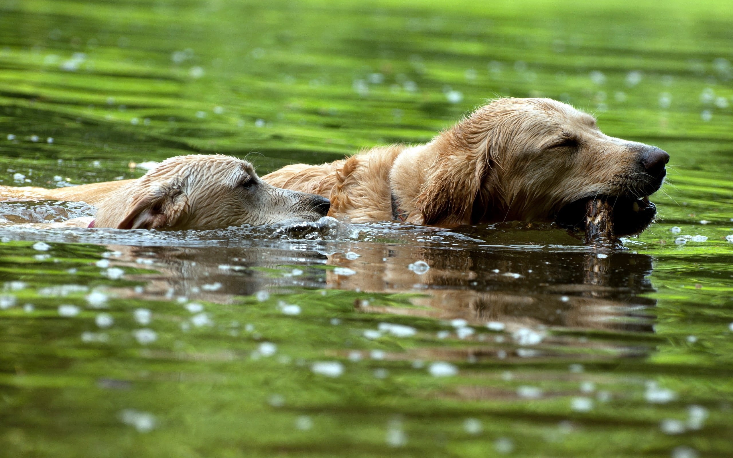 bear, cocker Spaniel, friendship, yellow, water, mammal, two, fun, hound, purebred Dog, selective focus, looking, day, river, puppy, summer, labrador, swimming Animal, HD Wallpaper