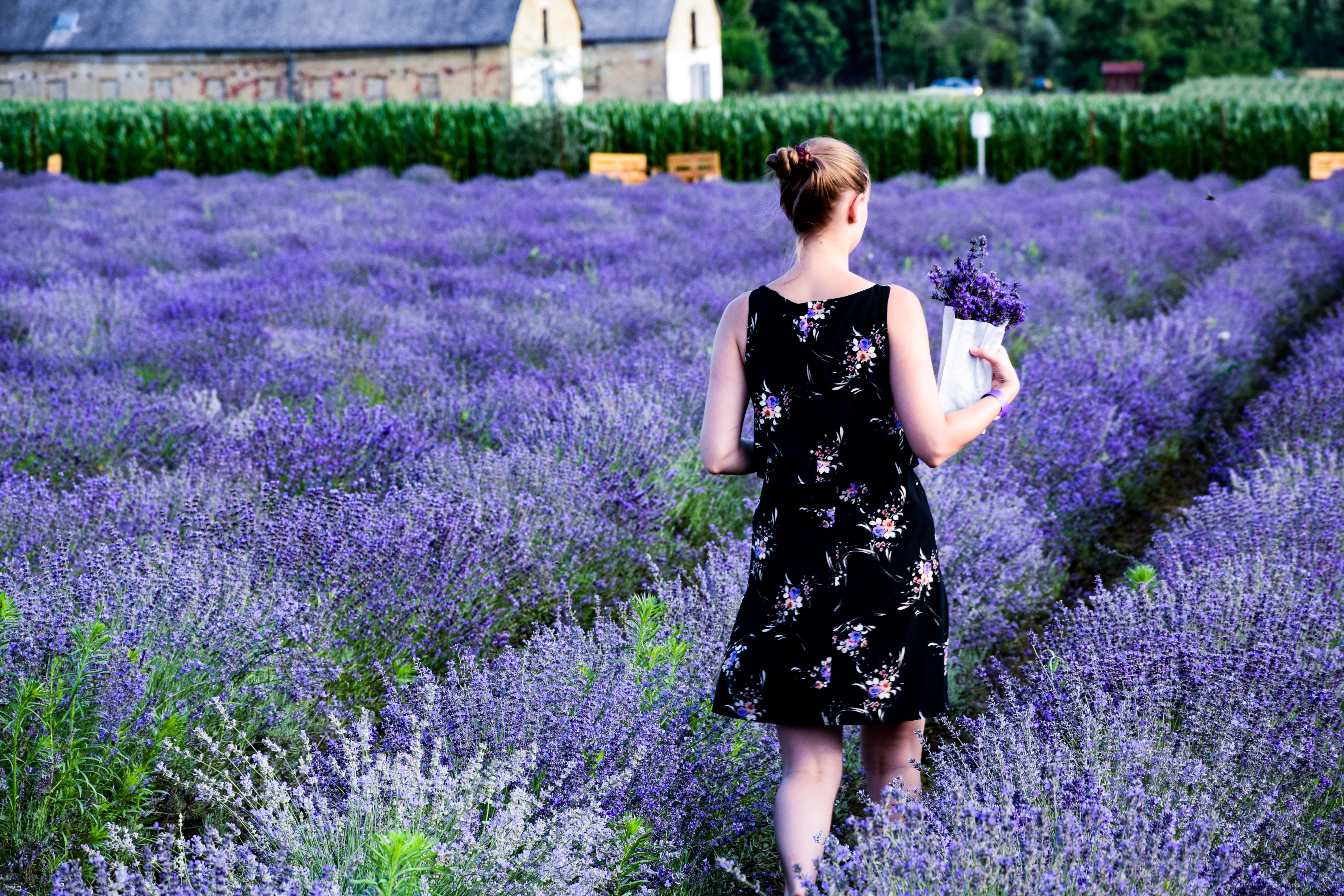 flowering plant, 5K, distant, young, beautiful woman, one person, garden, floral, buildings, female, lavender, hairstyle, hair up, growth, two, real people, HD Wallpaper