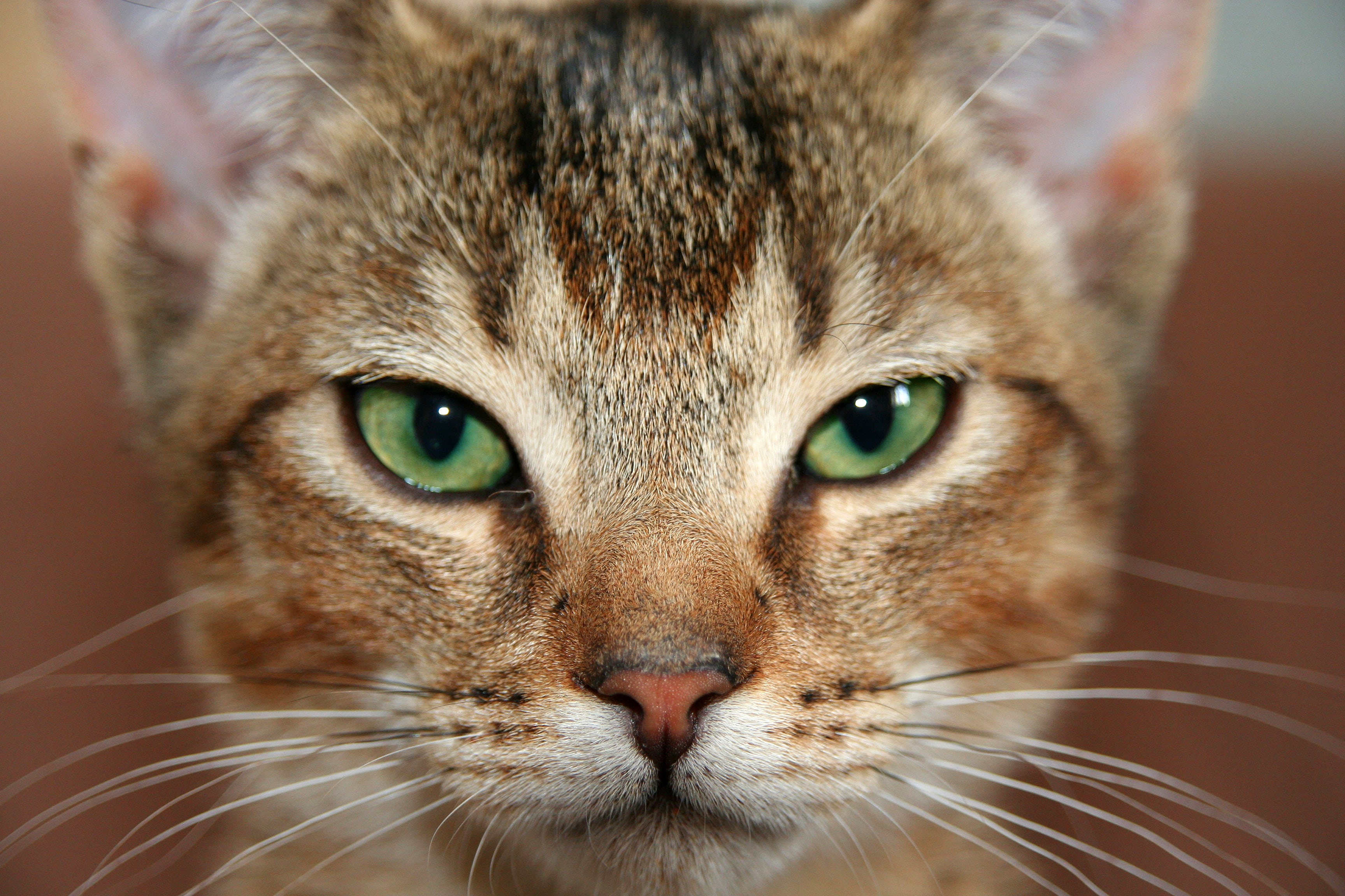 view, whisker, body part, pet, feline, eyed, green, pets, front view, domestic animals, cats eyes, photography, domestic cat, adidas, looking at camera, HD Wallpaper
