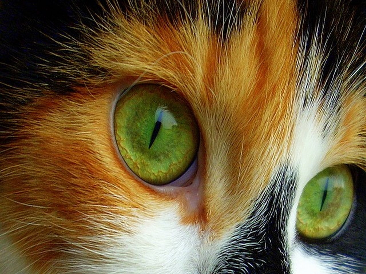 eyes, animals, lovely, 720P, kitty, hd, kitten, eyed, green, feline, cat, HD Wallpaper