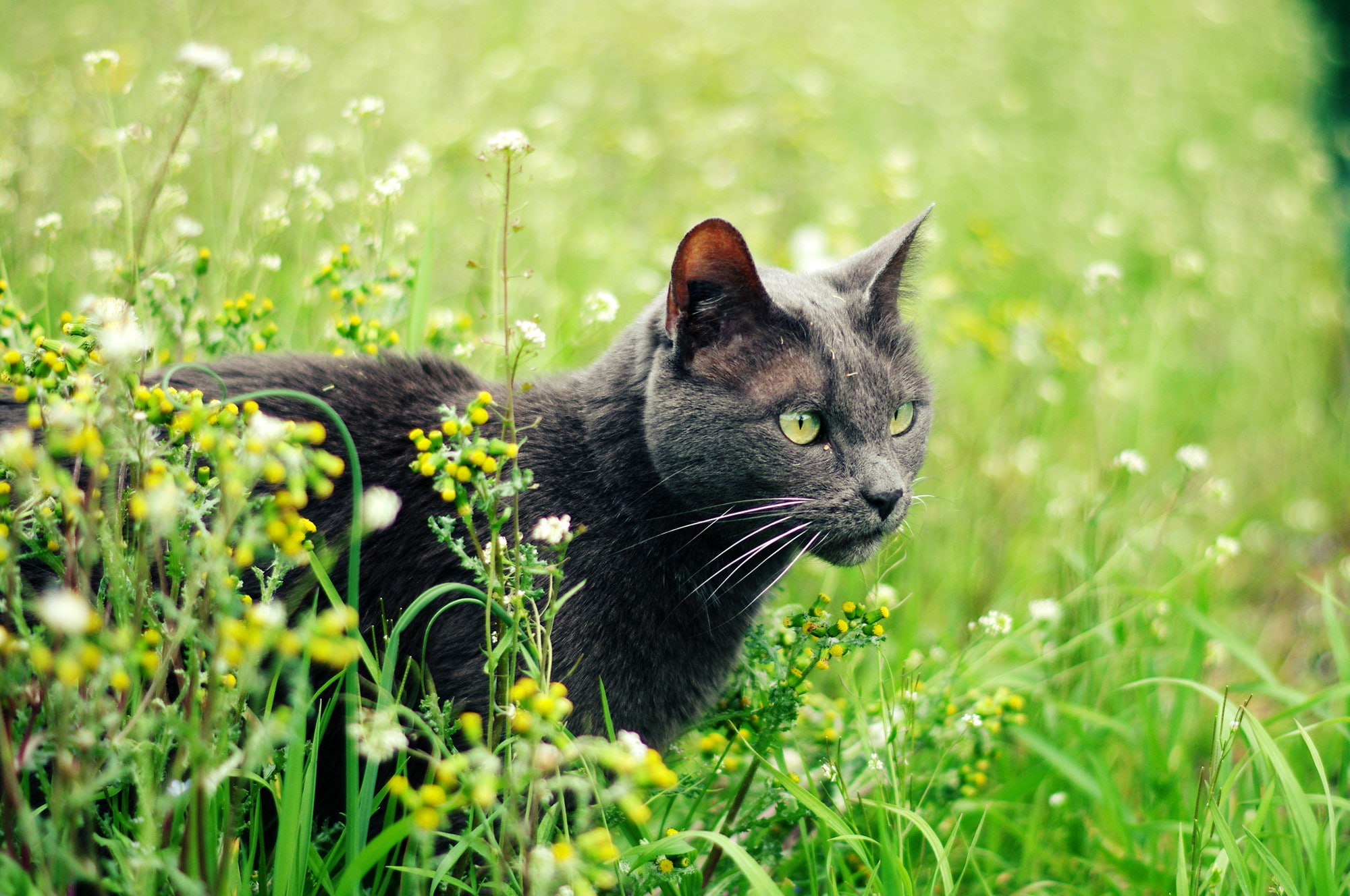 gray, plants, Cat, green-eyed, 1080P, summer..., grass, HD Wallpaper